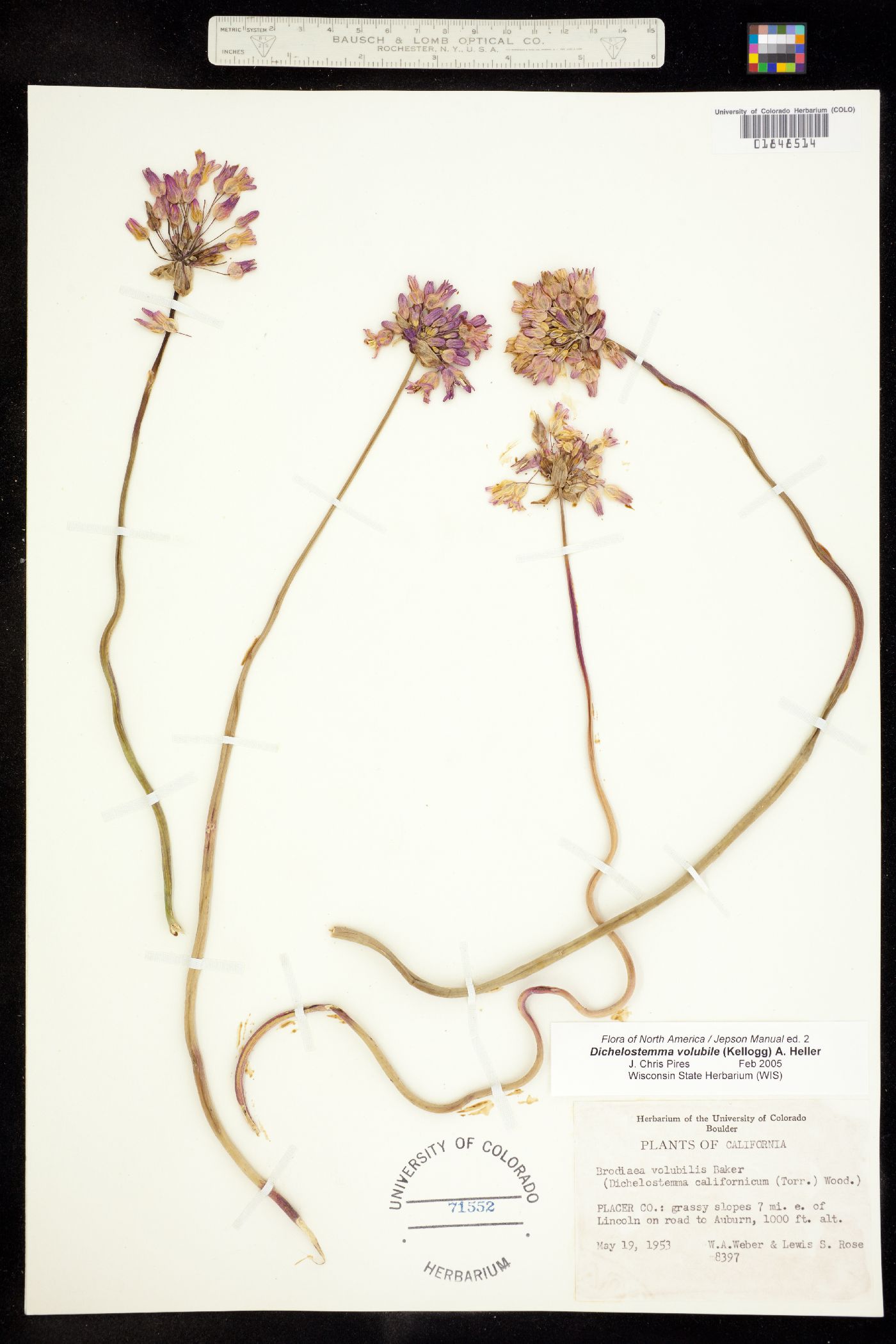 Dichelostemma volubile image