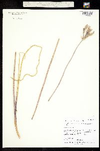 Dichelostemma capitatum ssp. capitatum image