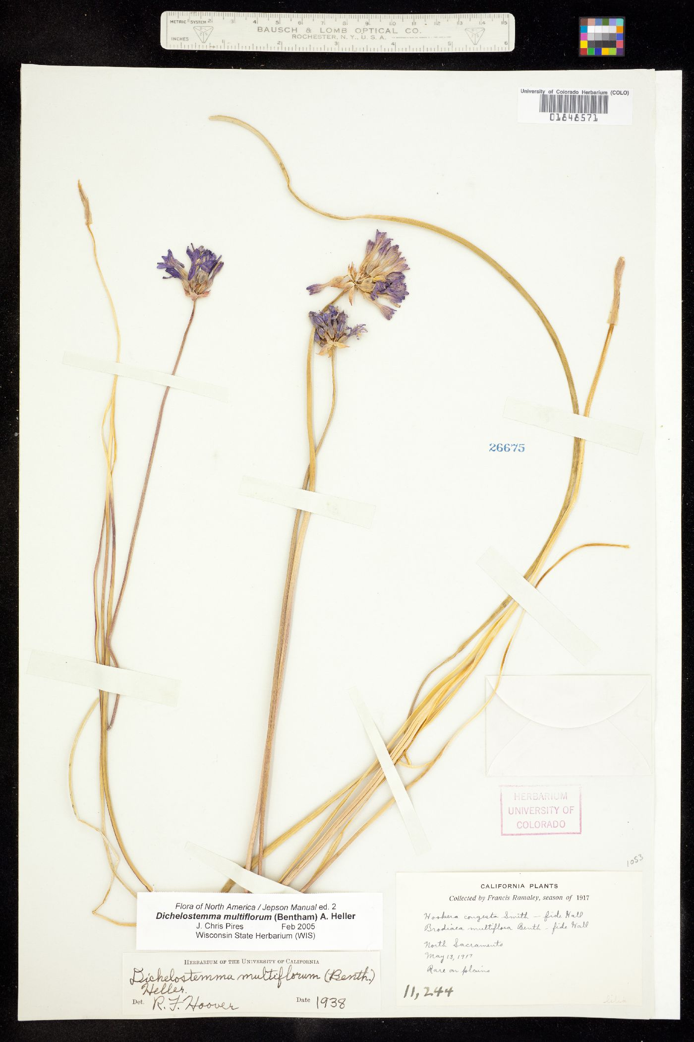 Dichelostemma multiflorum image