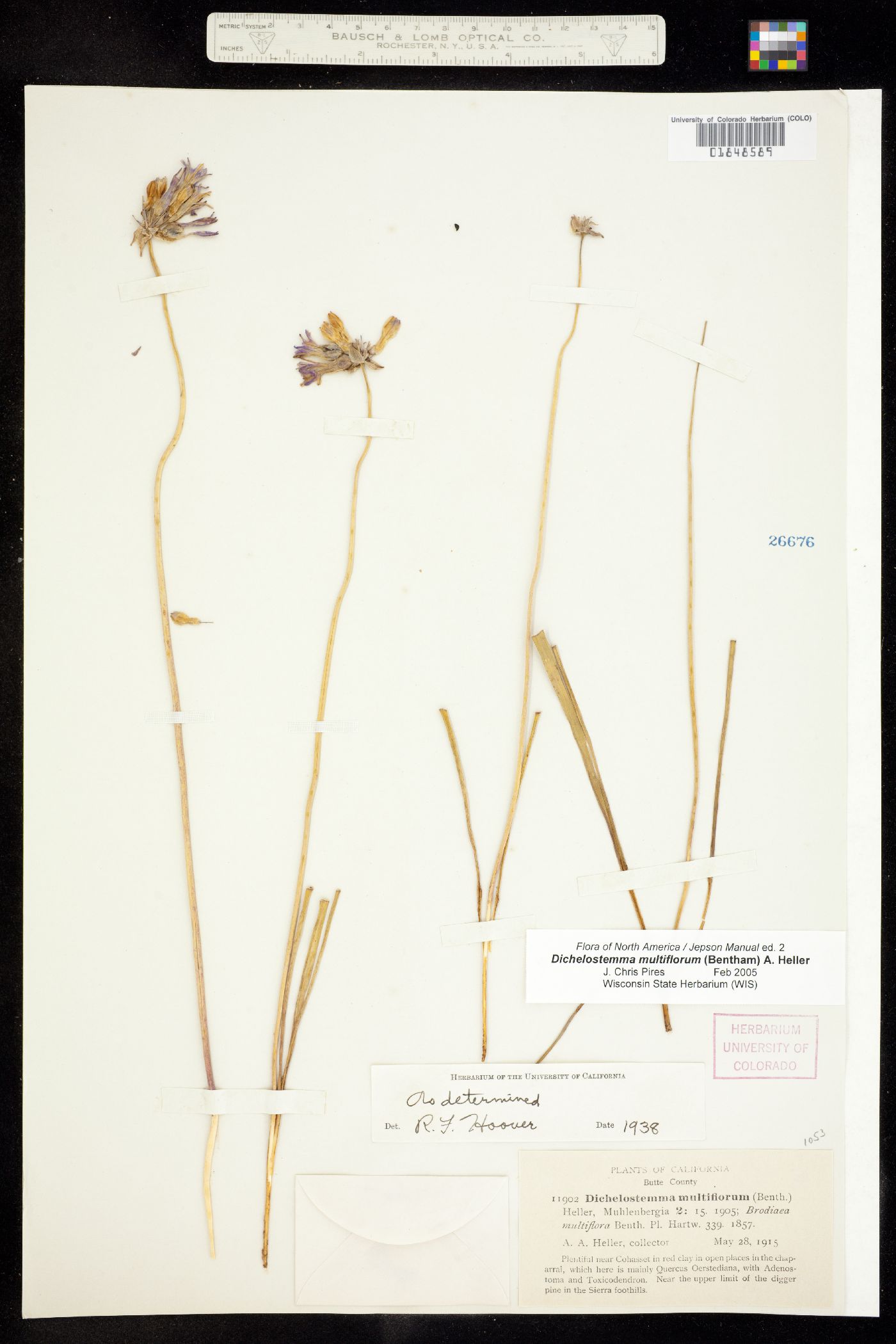 Dichelostemma multiflorum image