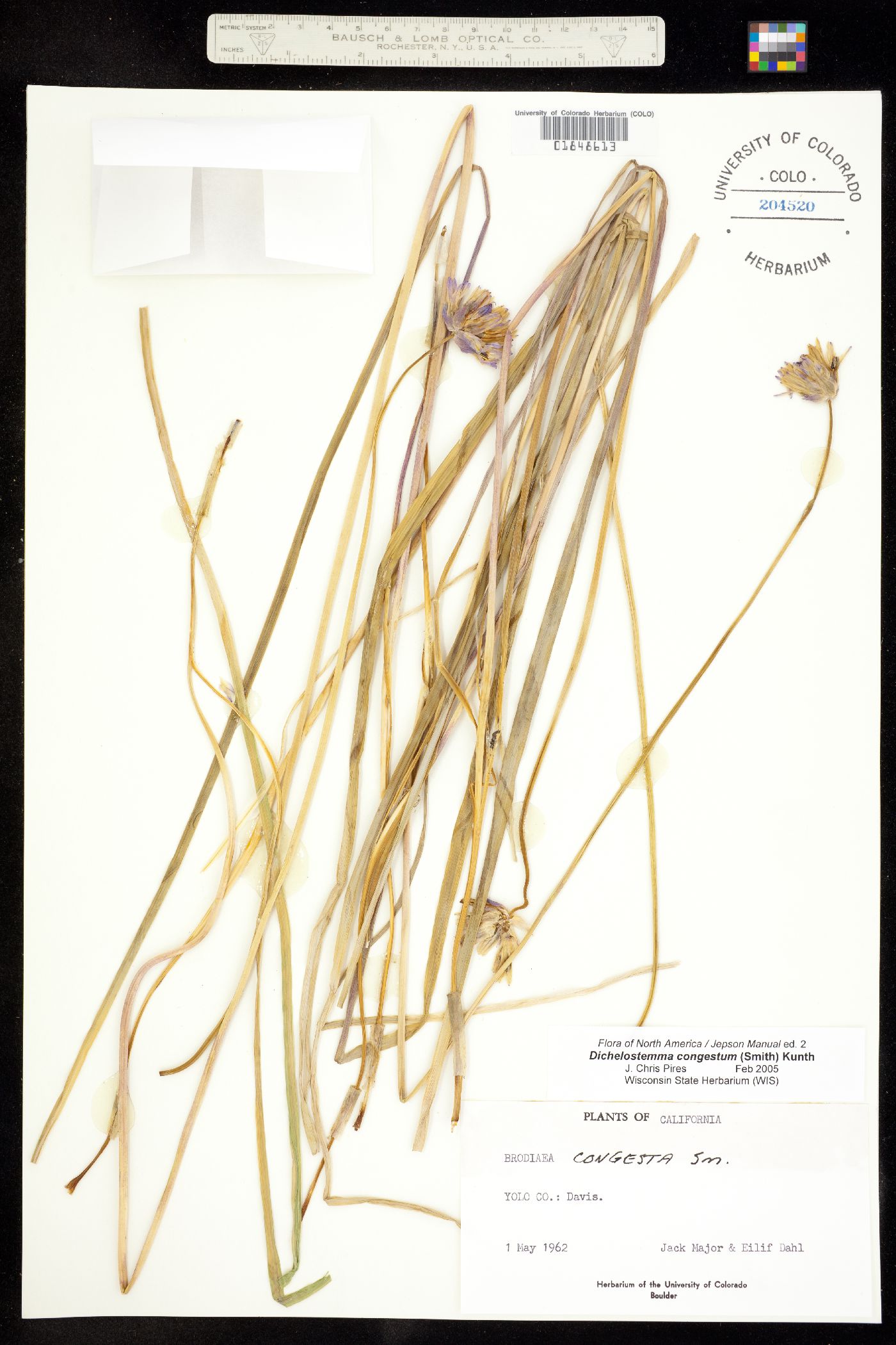 Dichelostemma congestum image