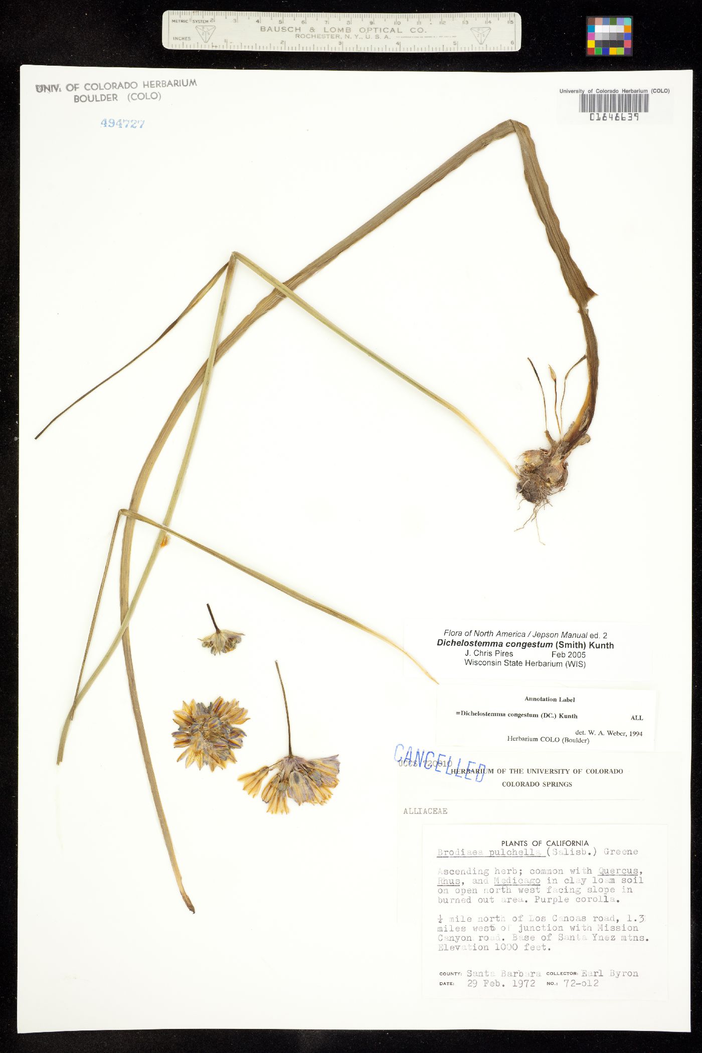 Dichelostemma congestum image