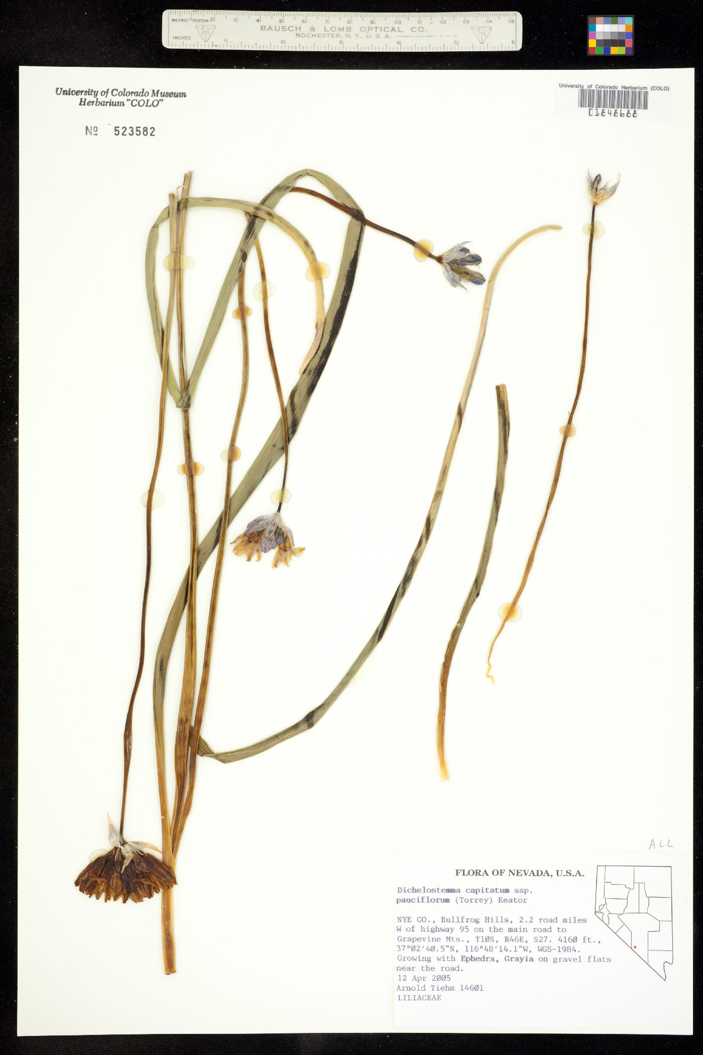 Dichelostemma capitatum image