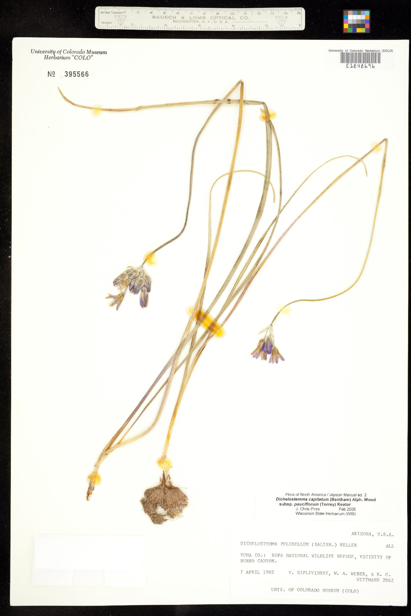 Dichelostemma capitatum image