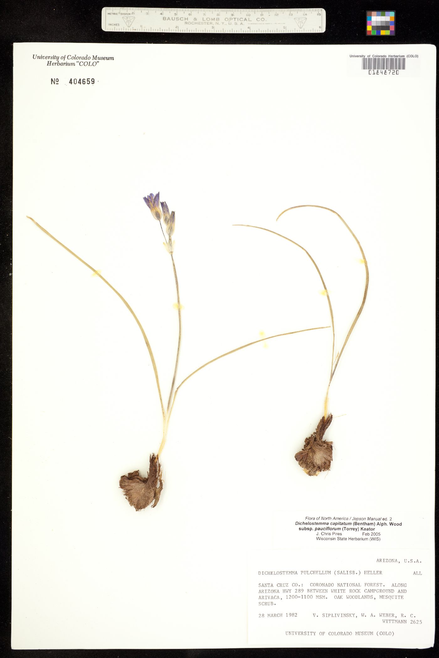 Dichelostemma capitatum image