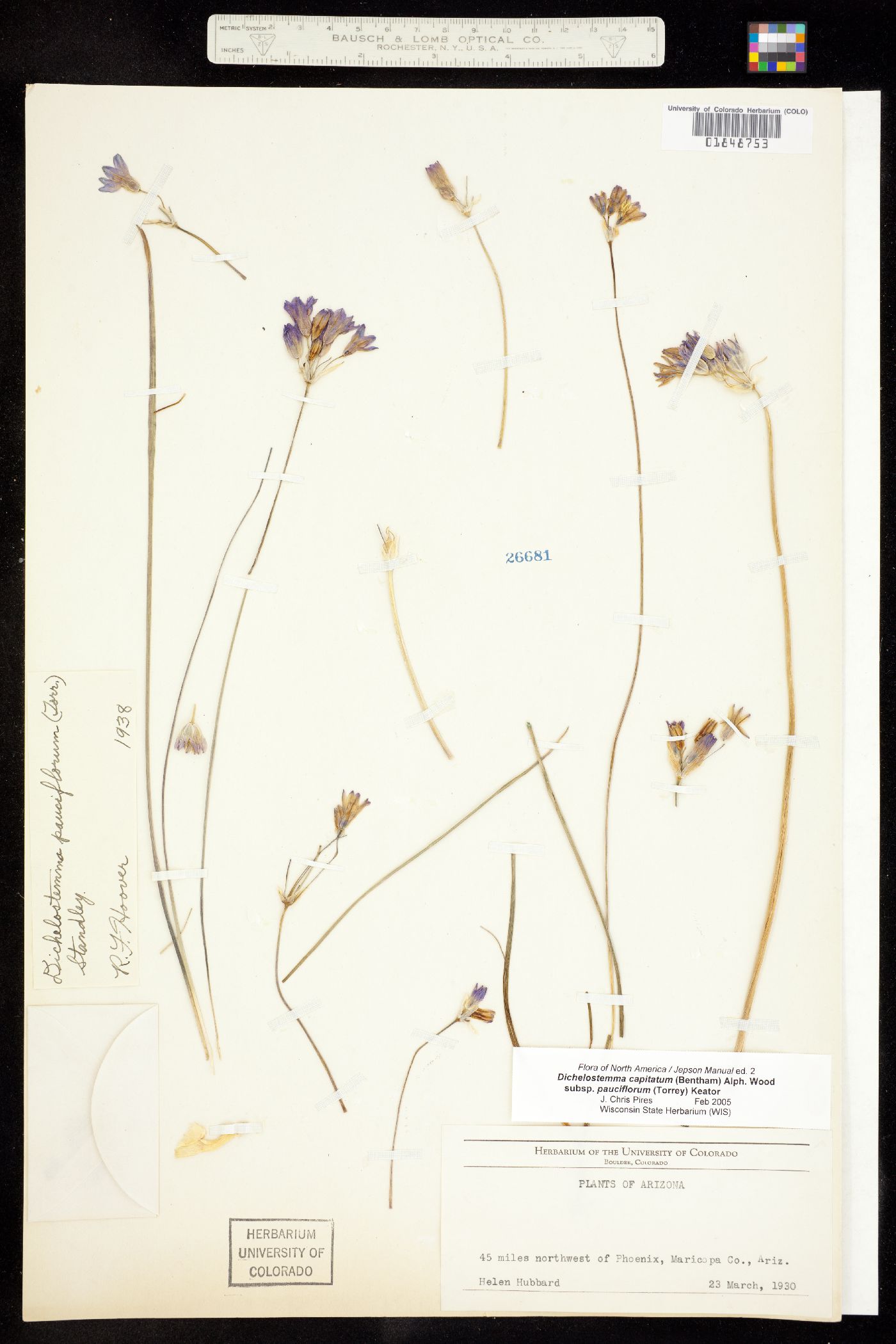 Dichelostemma capitatum image