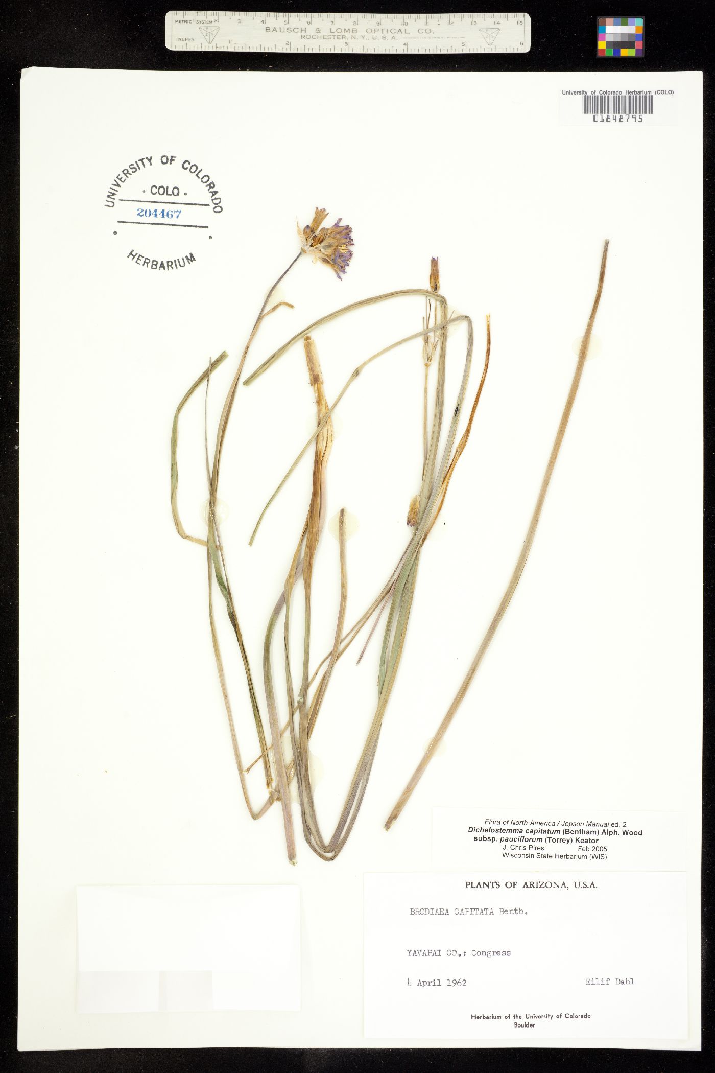 Dichelostemma capitatum image