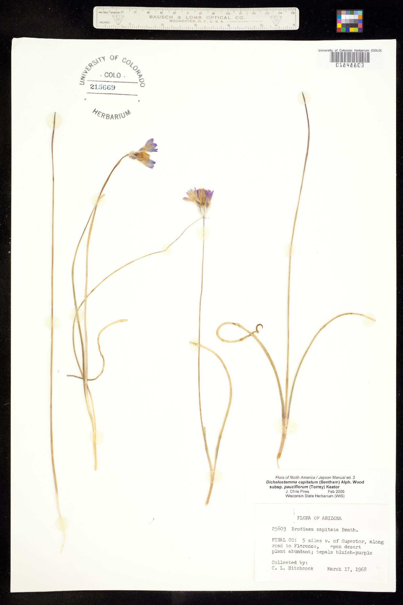 Dichelostemma capitatum ssp. pauciflorum image