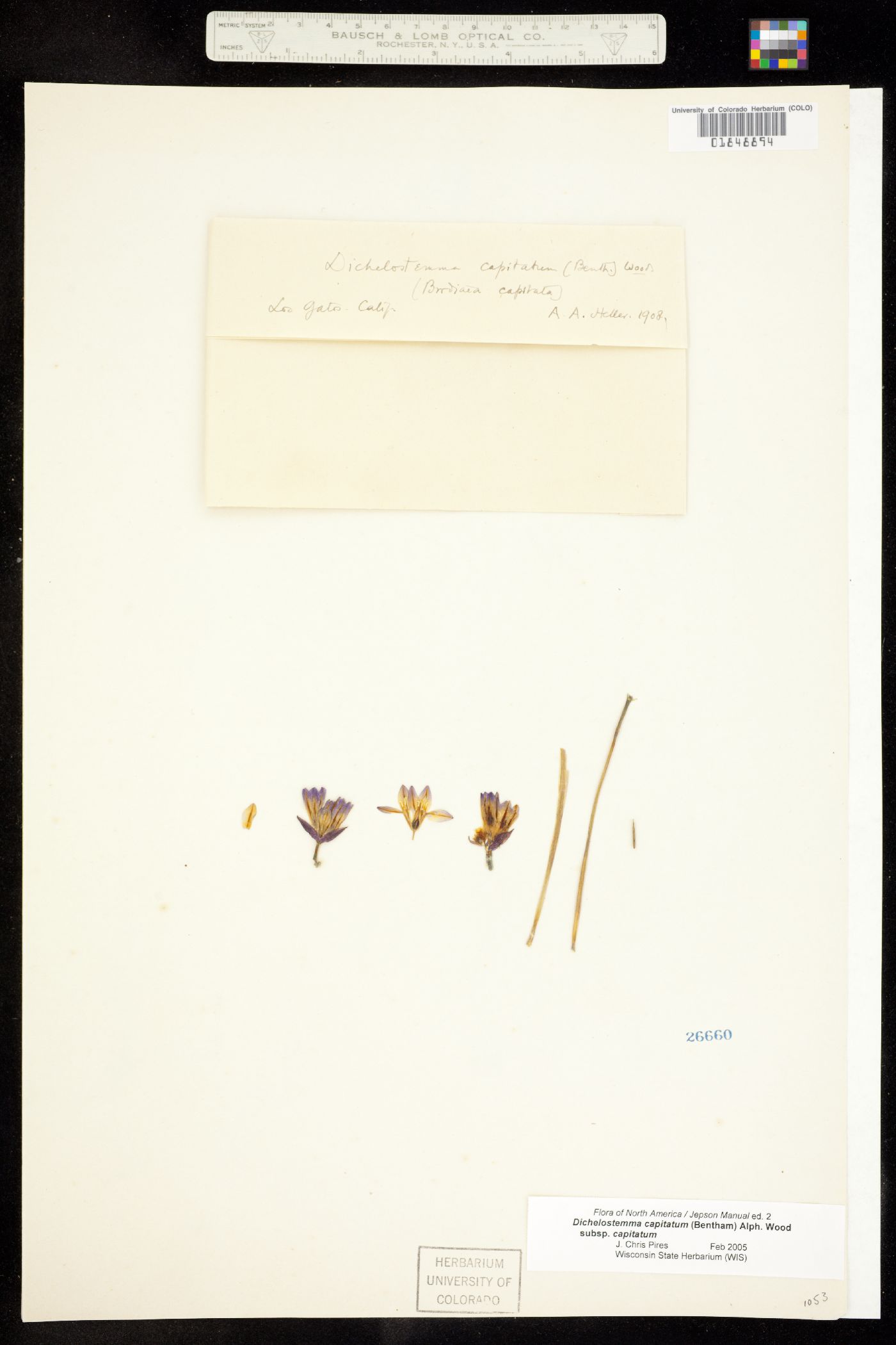 Dichelostemma capitatum image