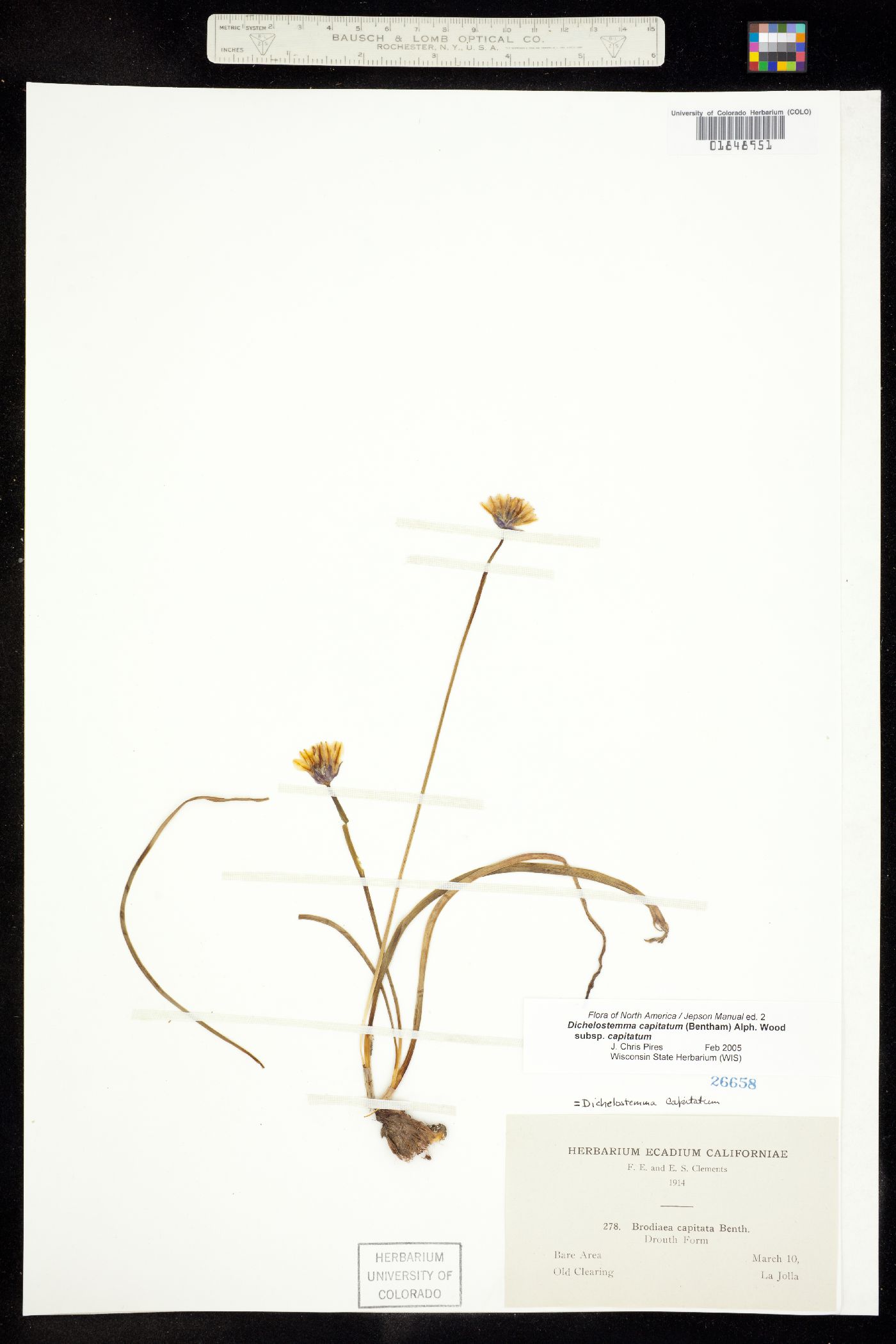 Dichelostemma capitatum image