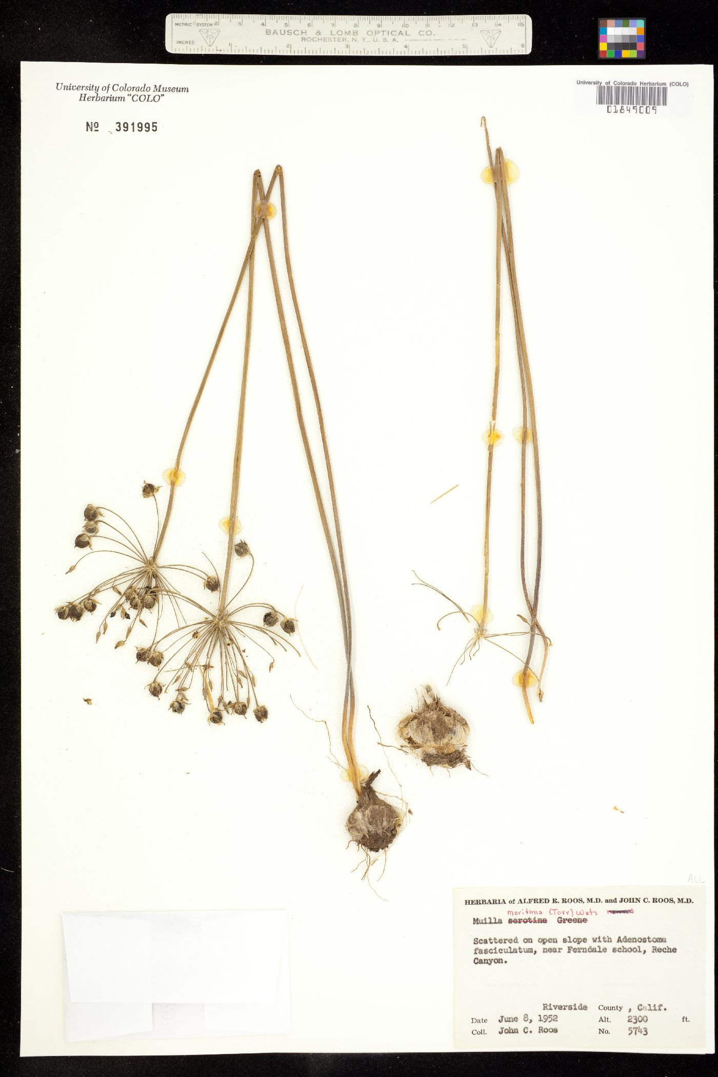 Muilla maritima image