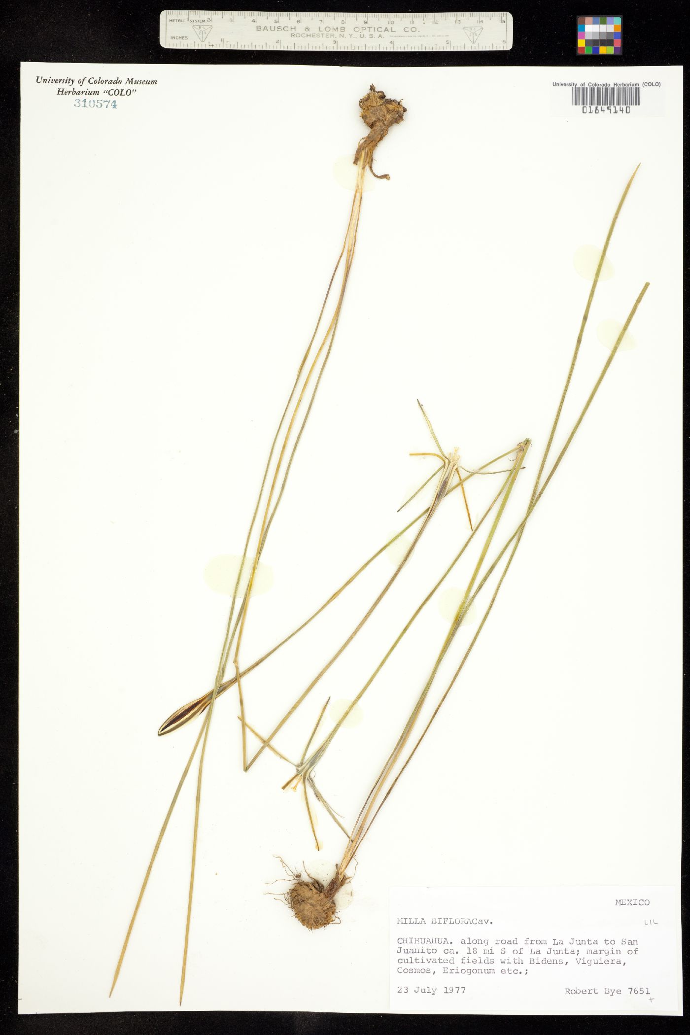 Milla biflora image