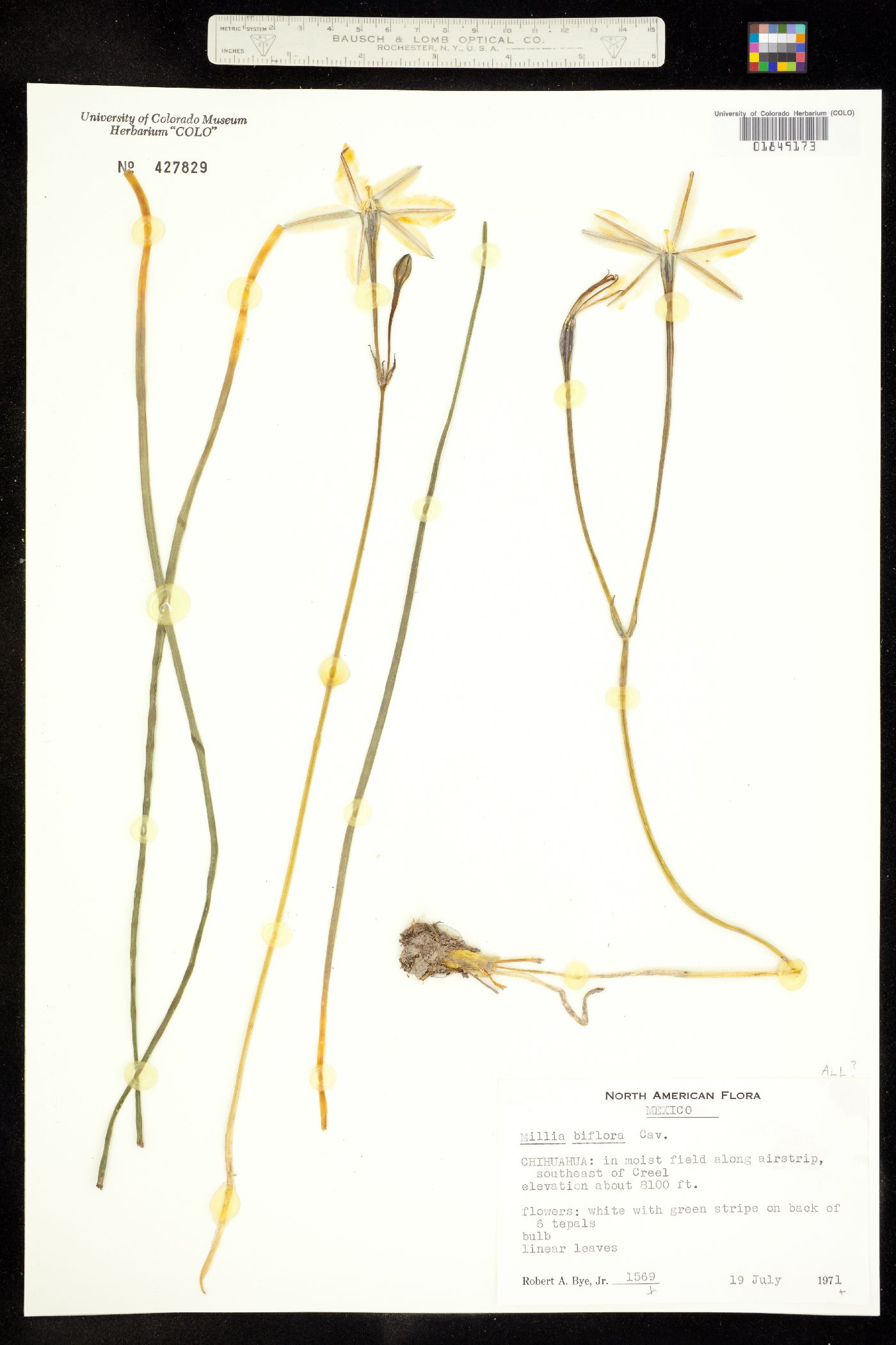 Milla biflora image