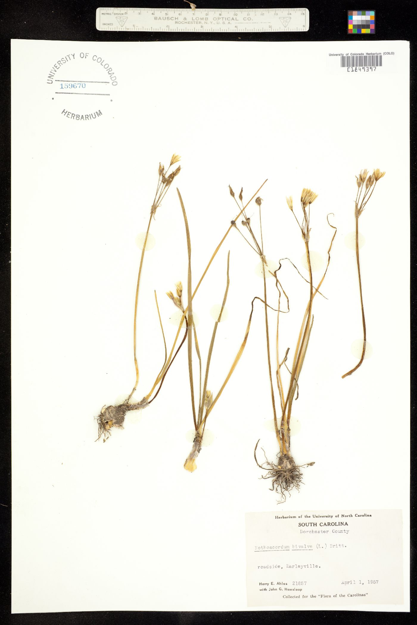 Nothoscordum bivalve image