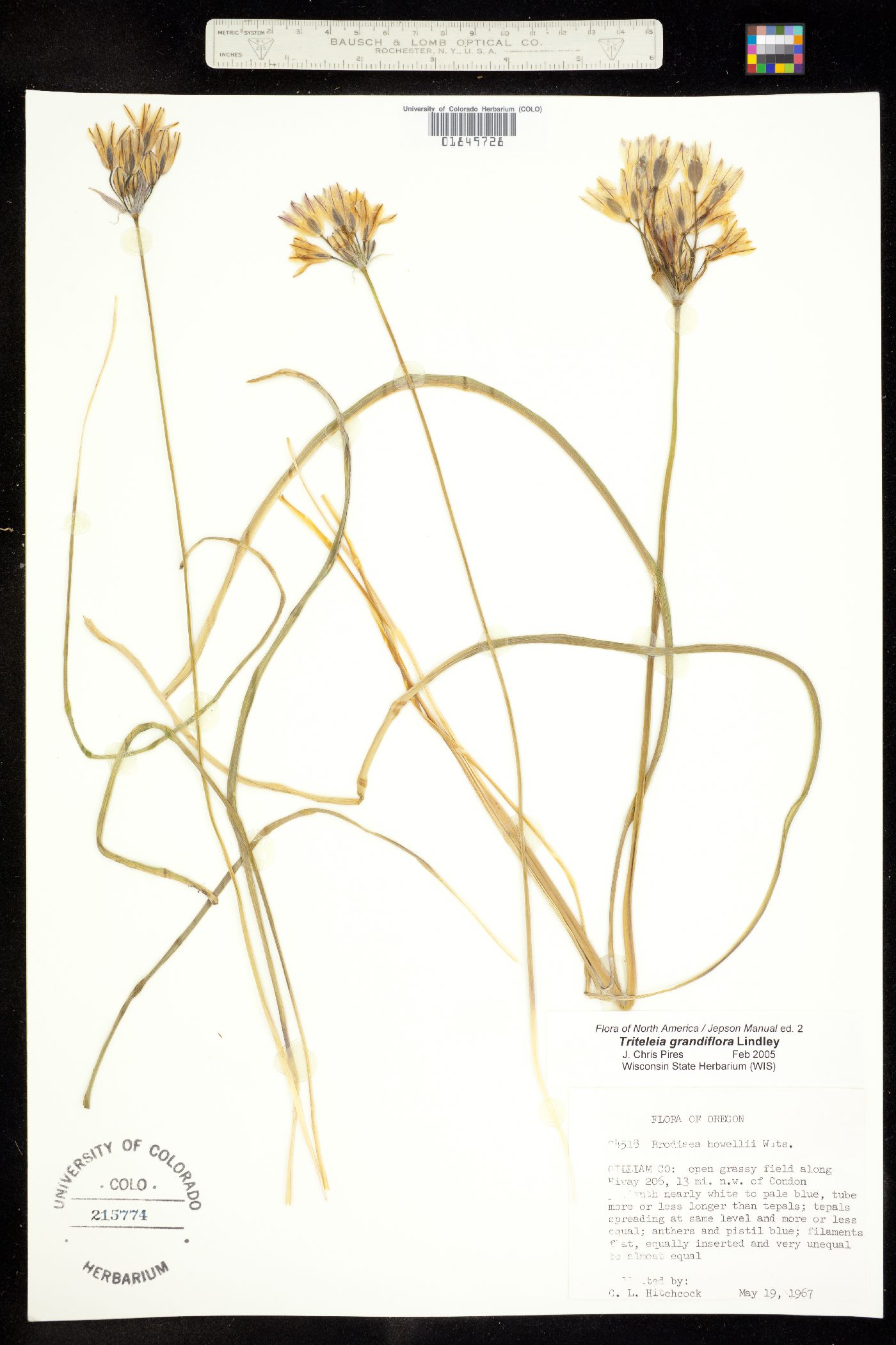 Triteleia grandiflora image