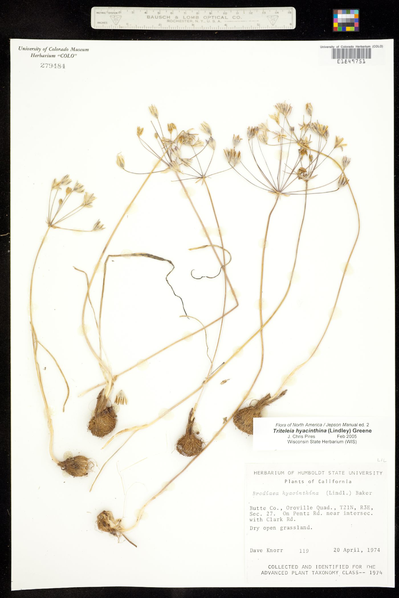 Triteleia hyacinthina image
