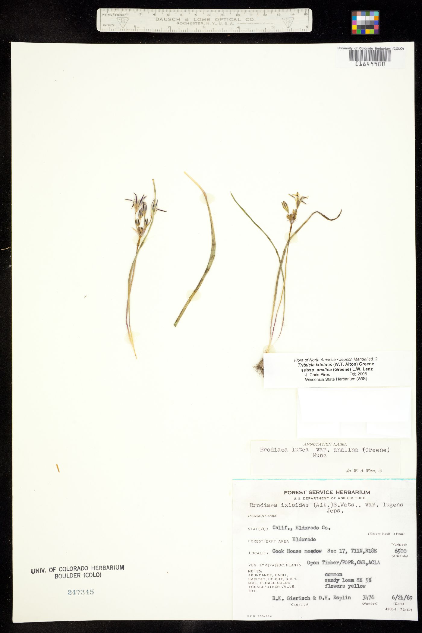 Triteleia ixioides image