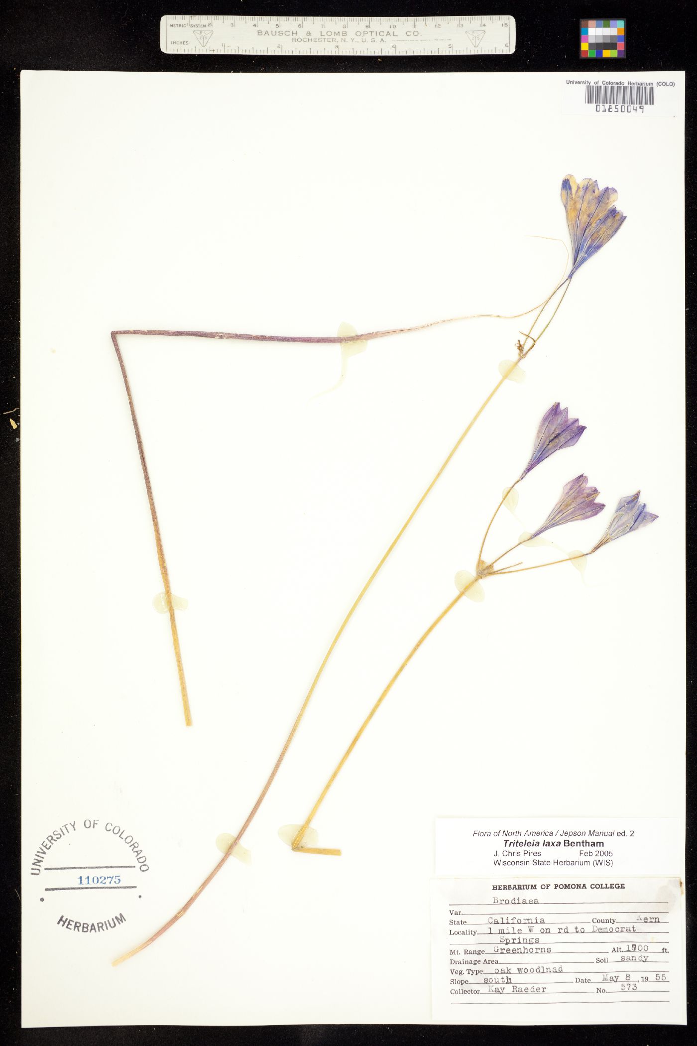 Triteleia laxa image