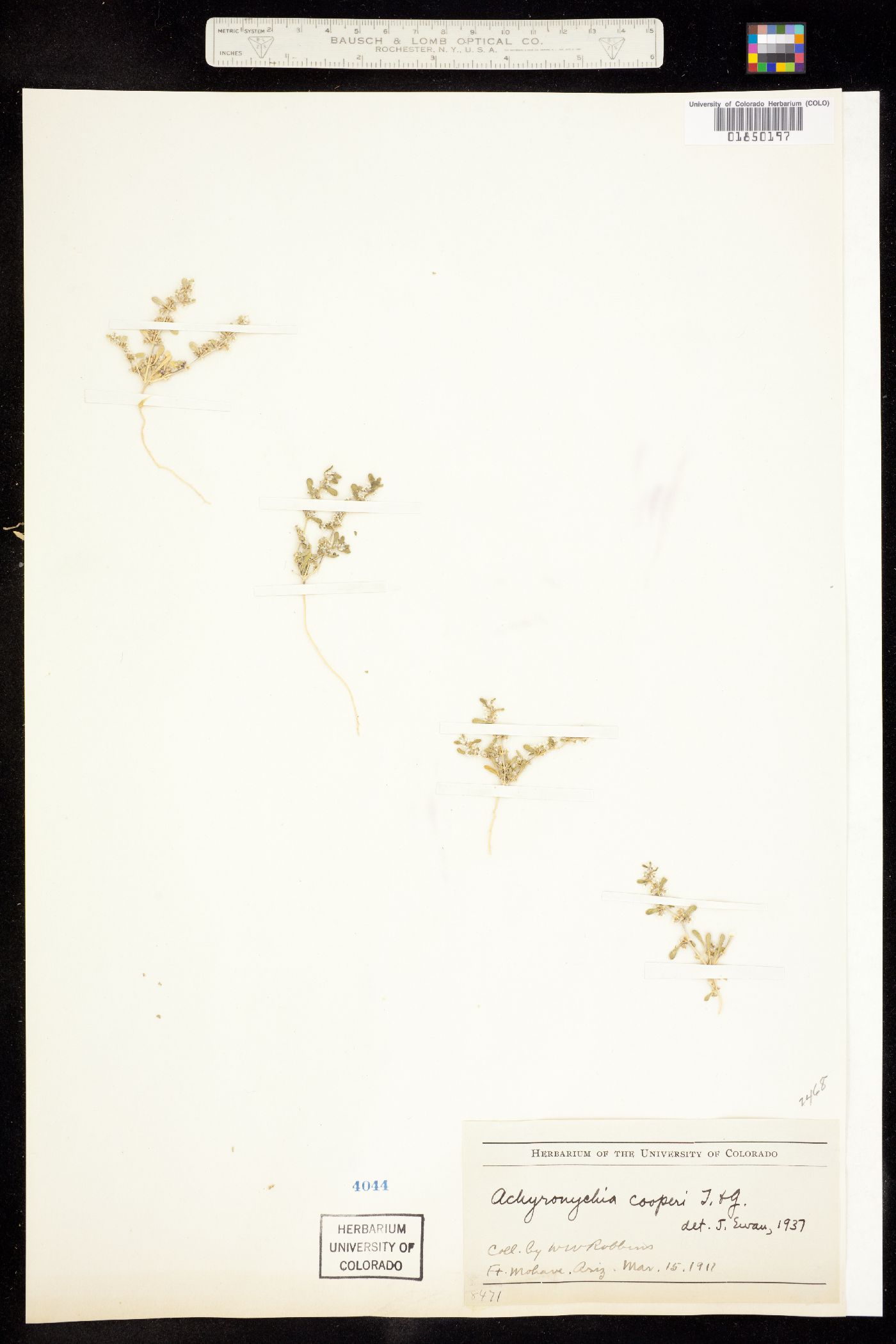 Achyronychia cooperi image