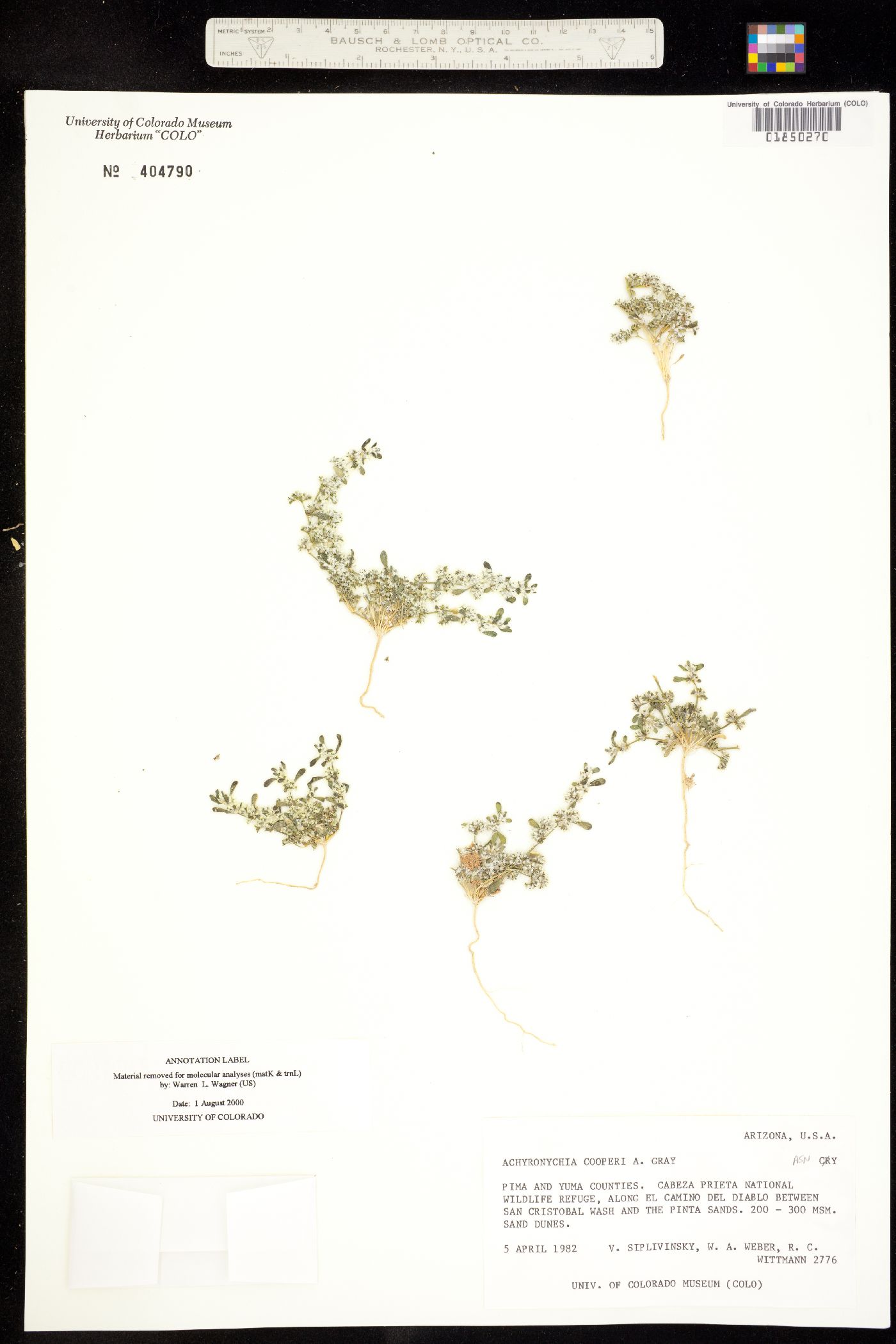 Achyronychia cooperi image