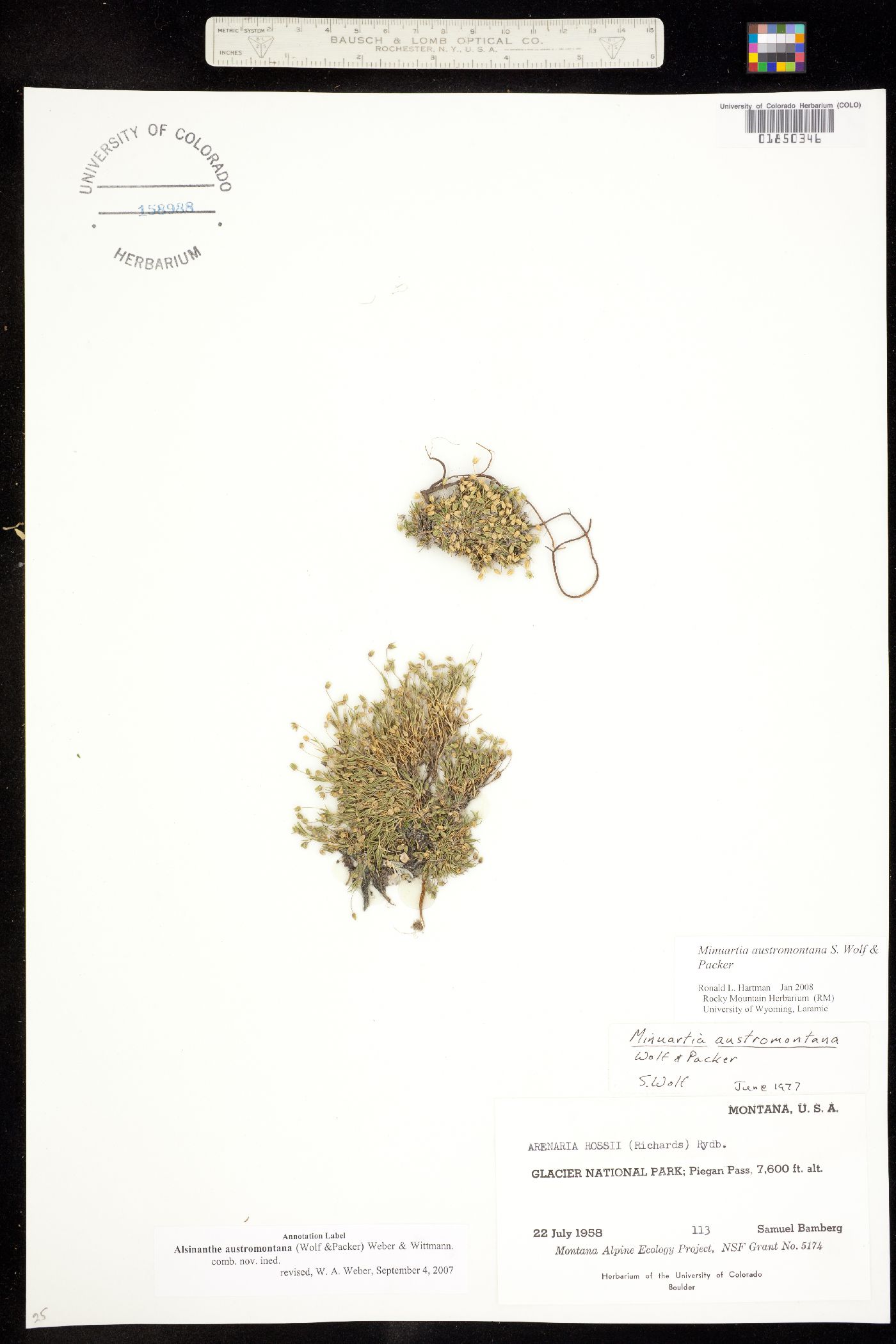 Alsinanthe image