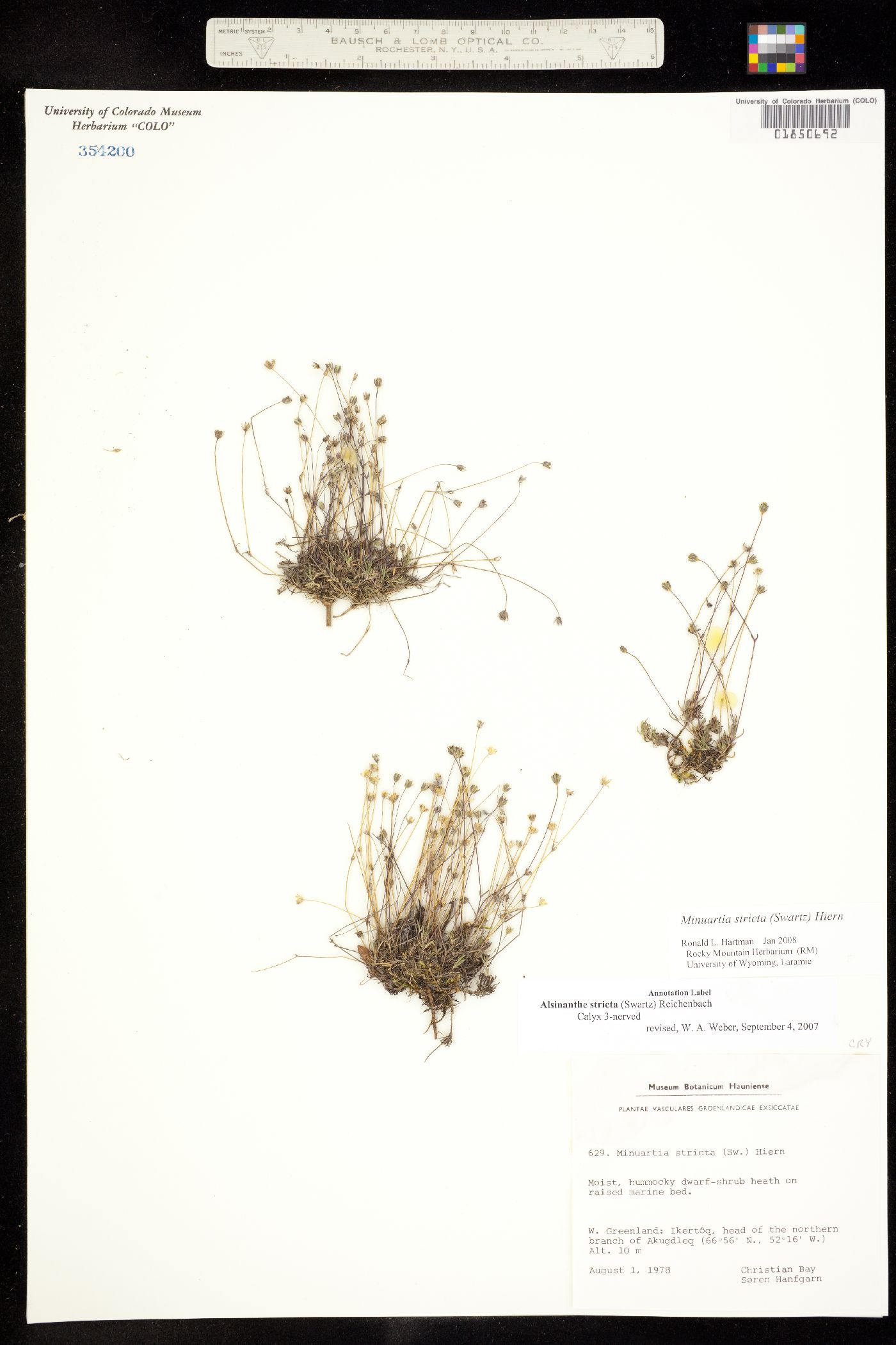 Alsinanthe stricta image