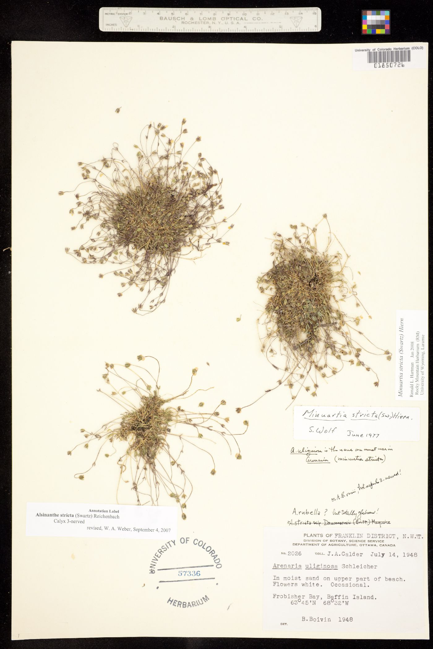 Minuartia stricta image