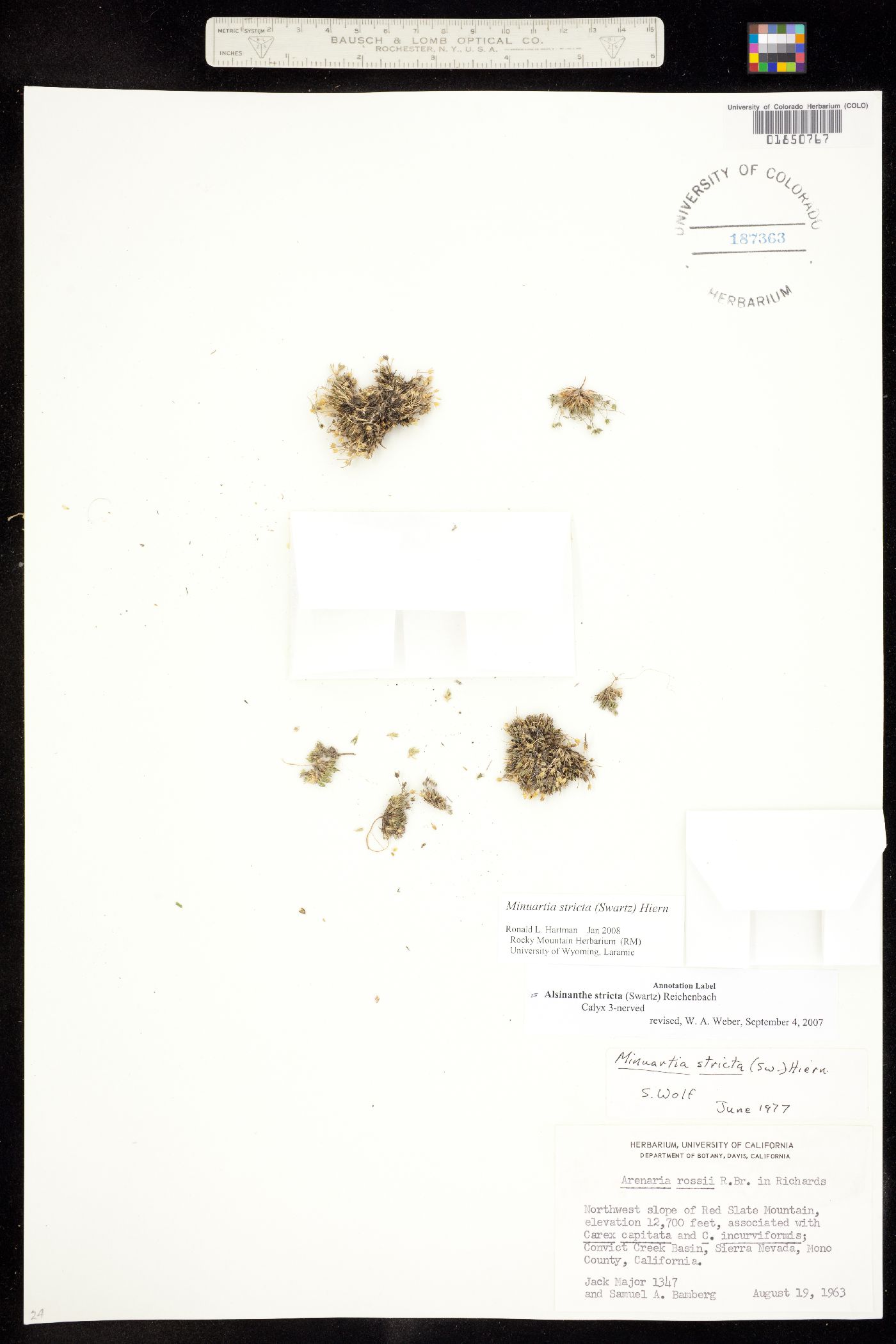 Minuartia stricta image