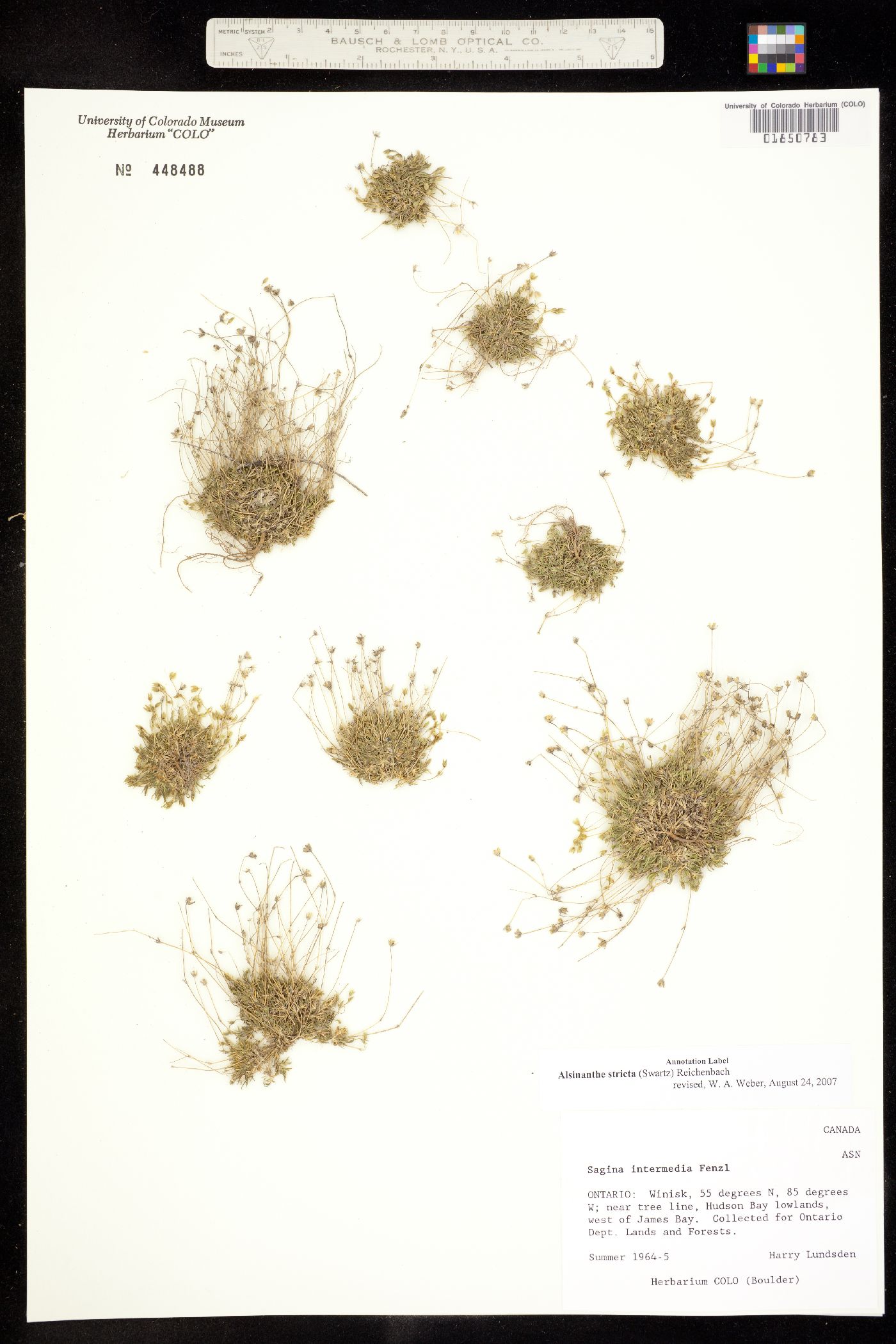 Minuartia stricta image