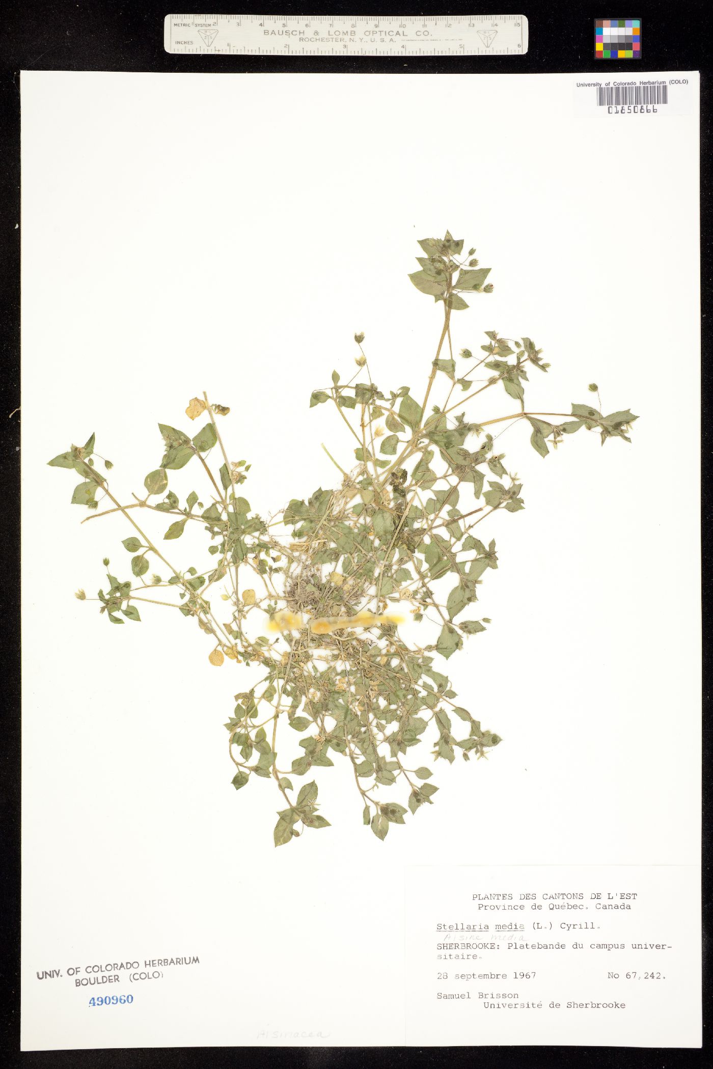 Stellaria media subsp. media image
