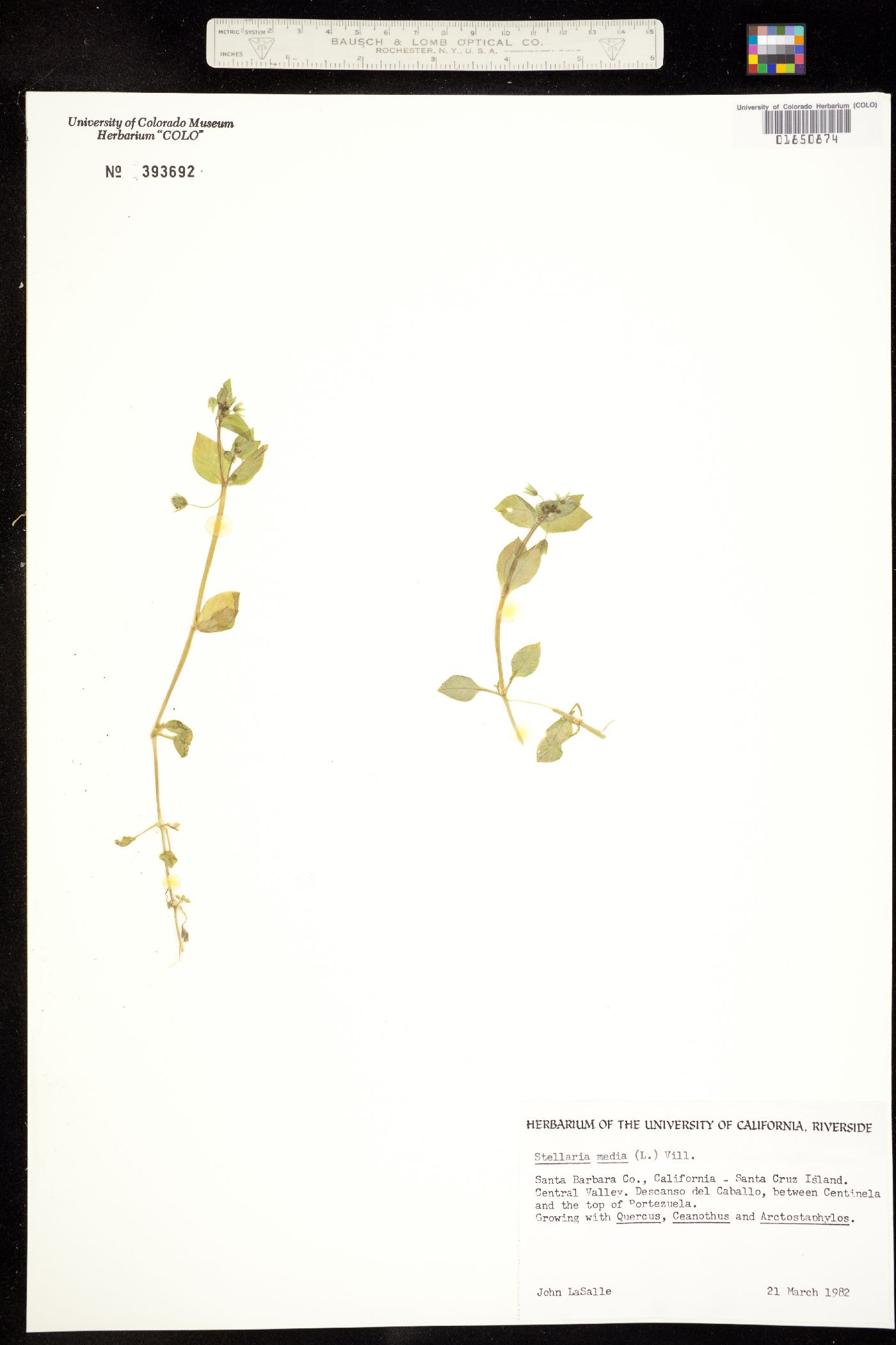 Stellaria image