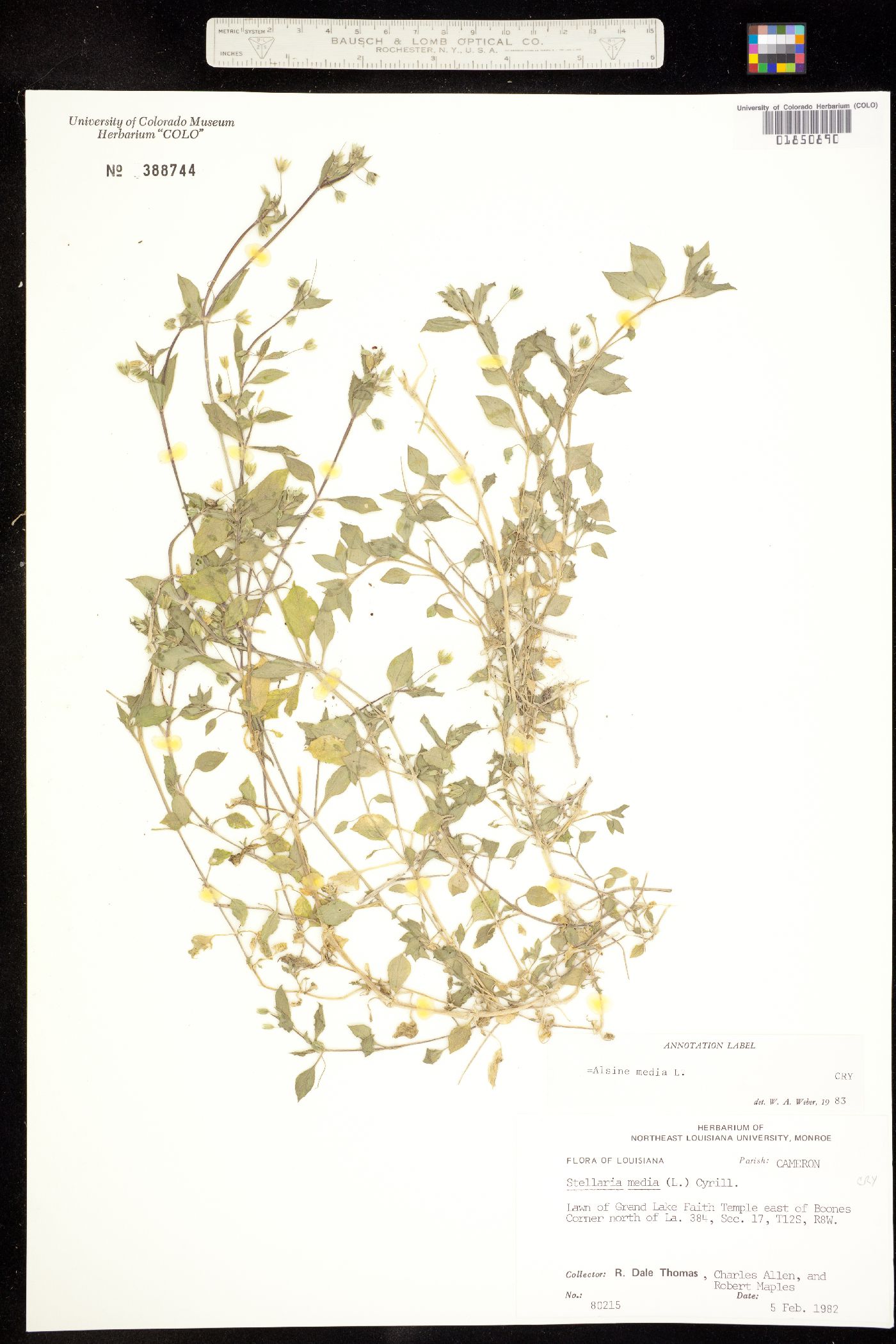 Stellaria media subsp. media image