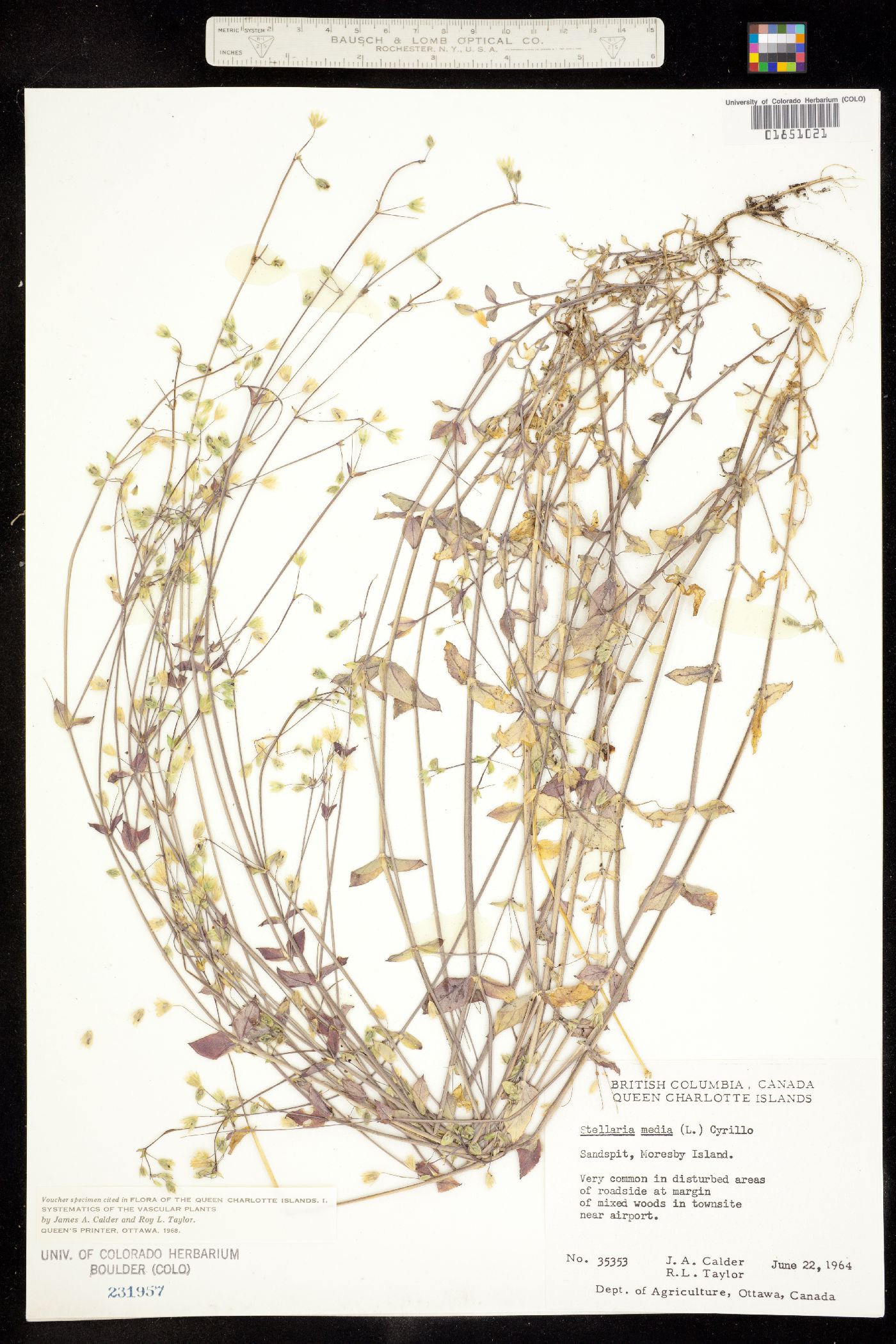 Stellaria media image