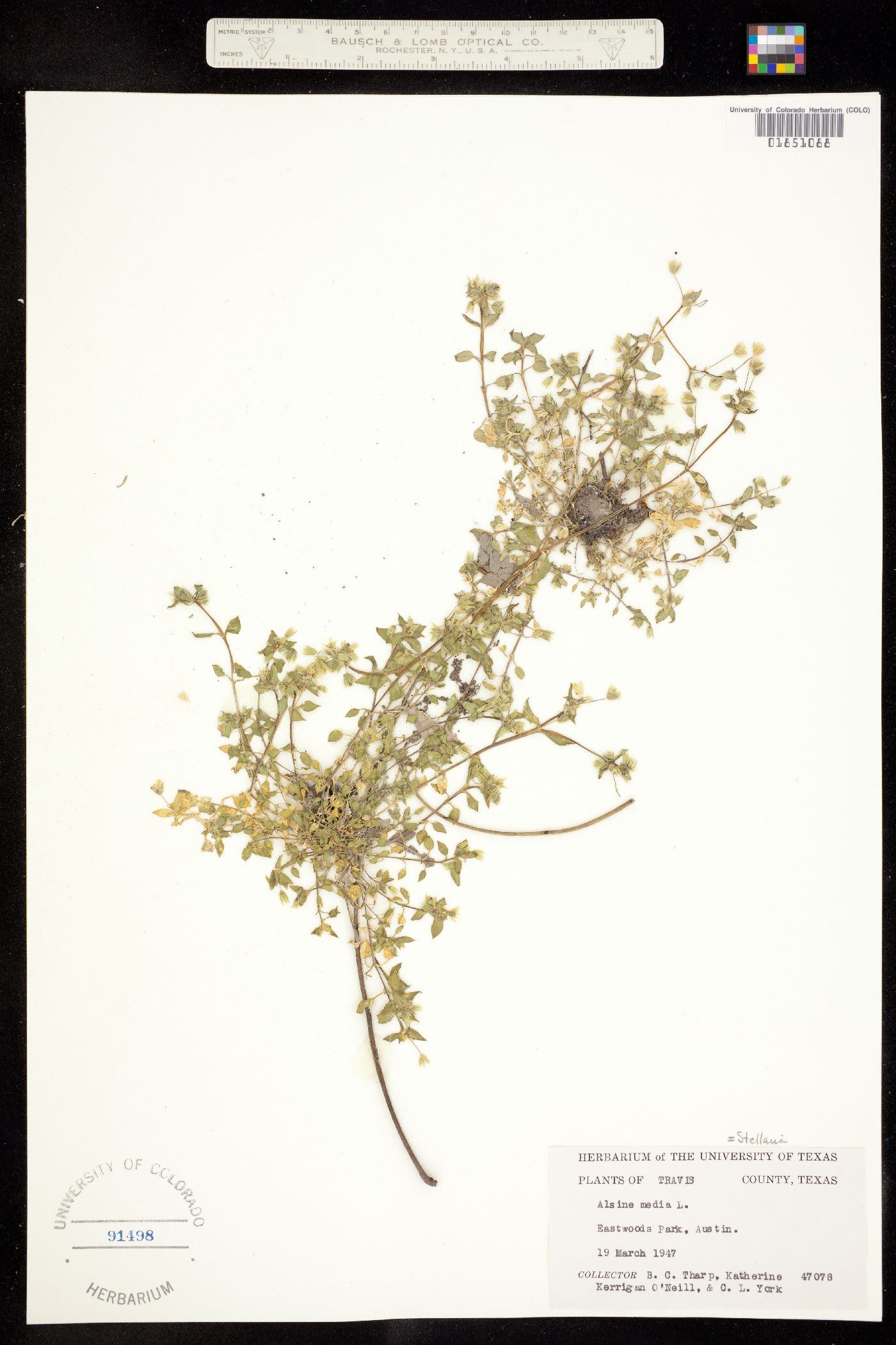 Alsinaceae image