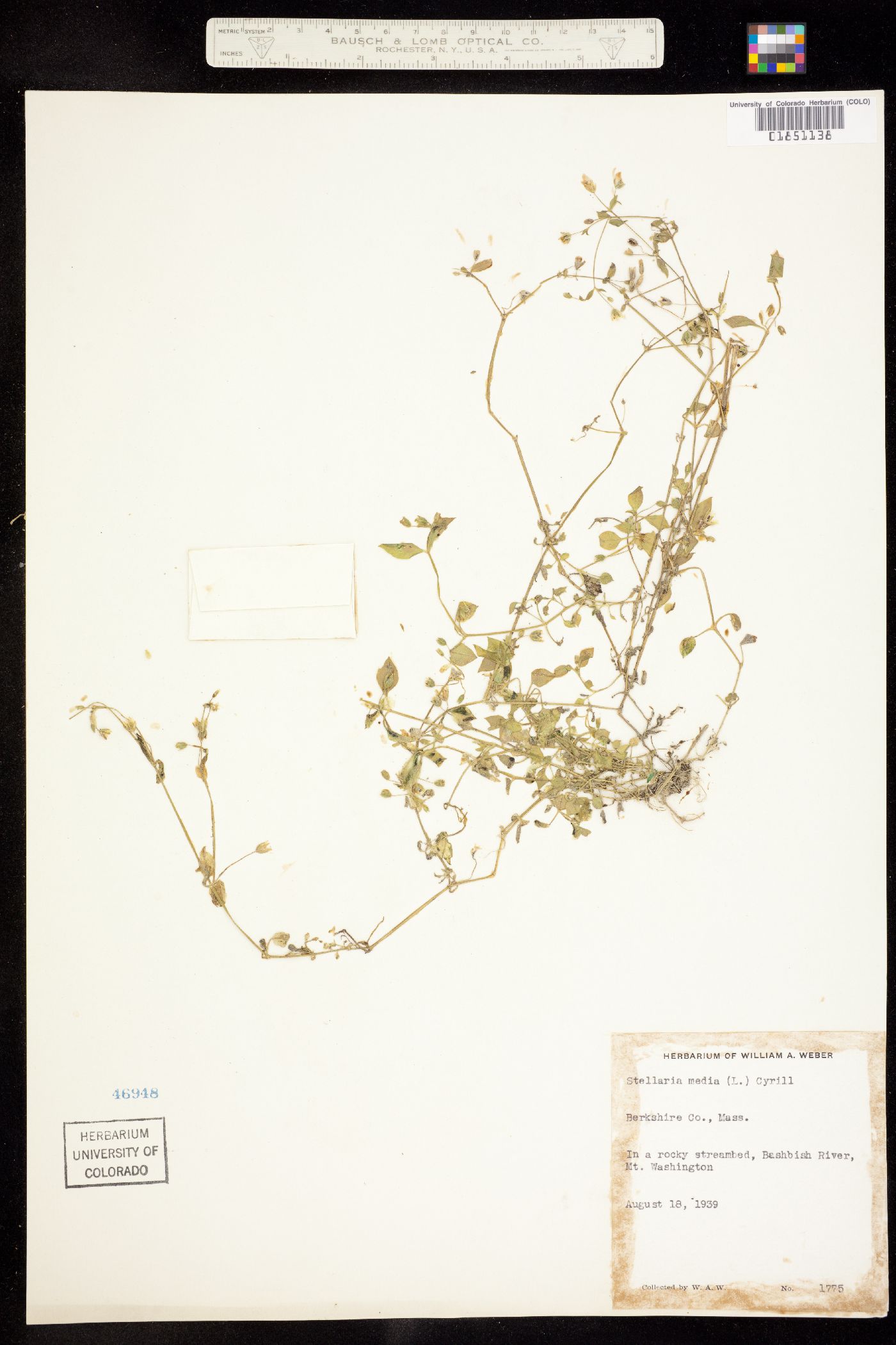 Stellaria media image
