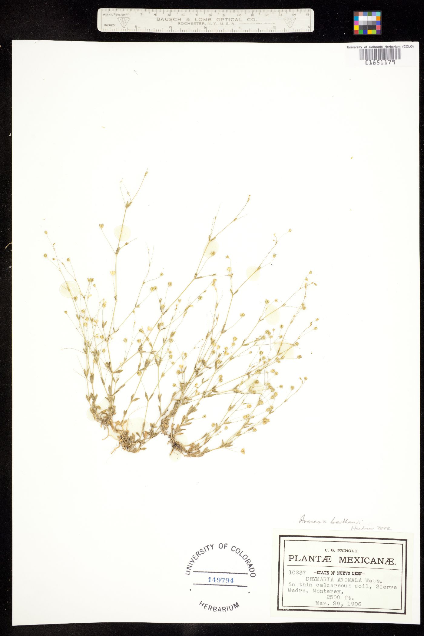 Arenaria benthamii image