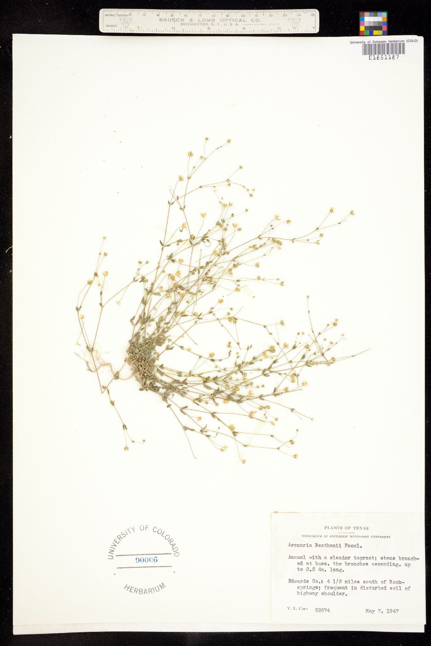 Arenaria benthamii image