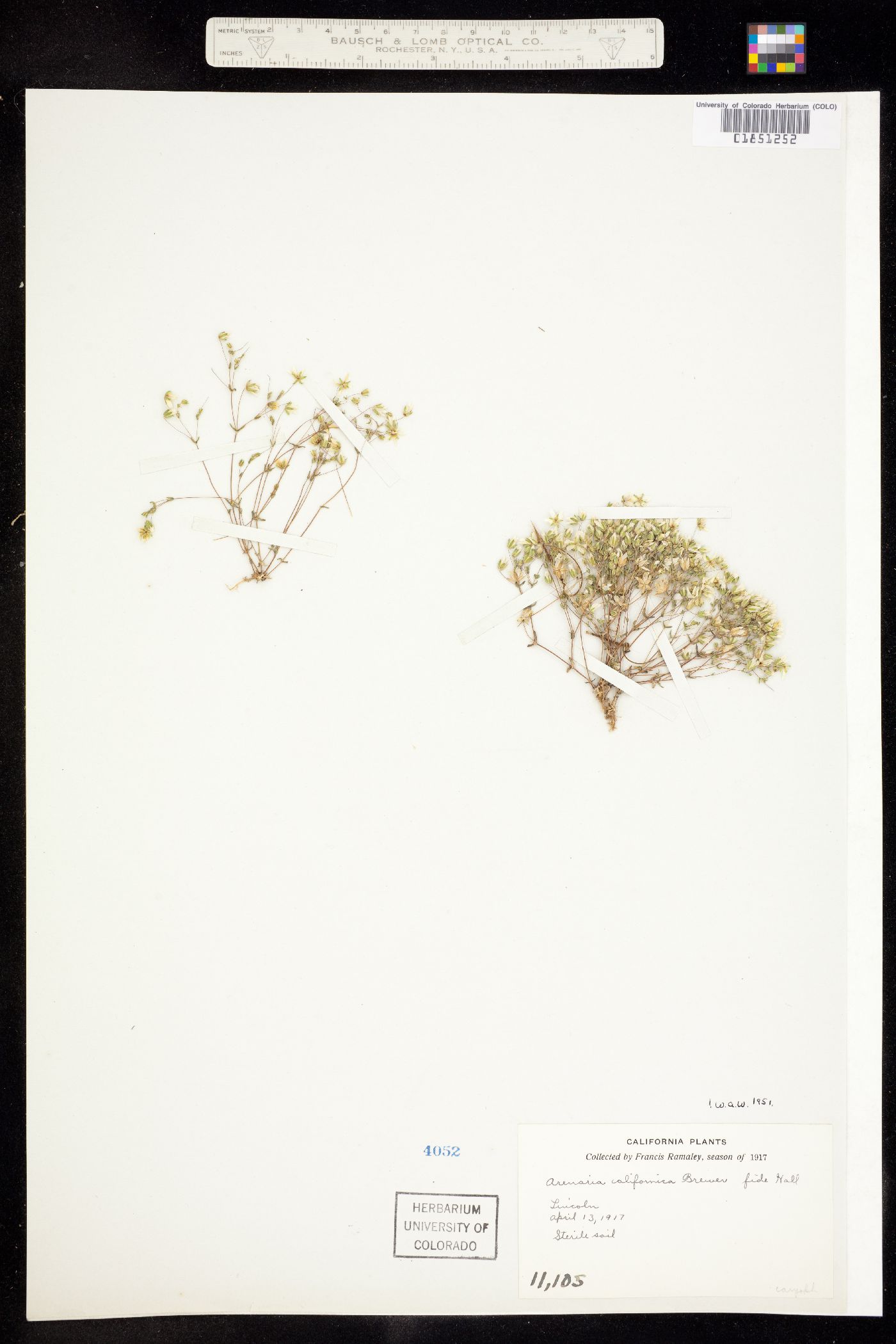 Minuartia californica image