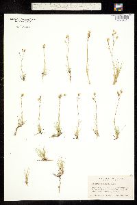 Image of Arenaria nardifolia