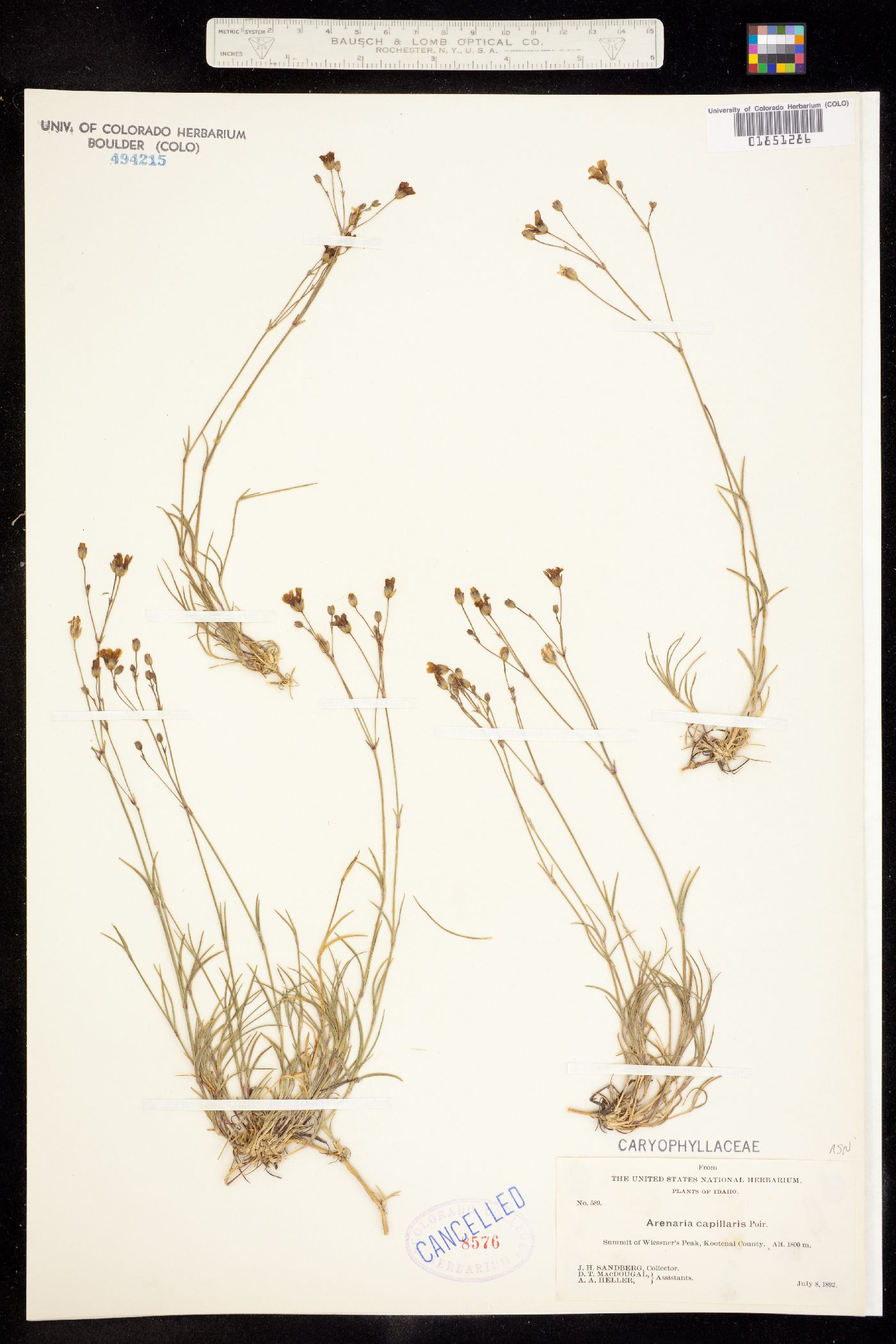 Arenaria image