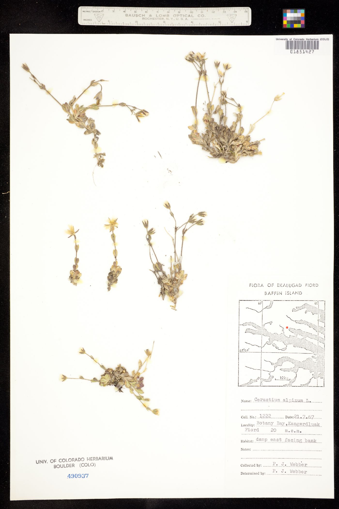 Cerastium arcticum image