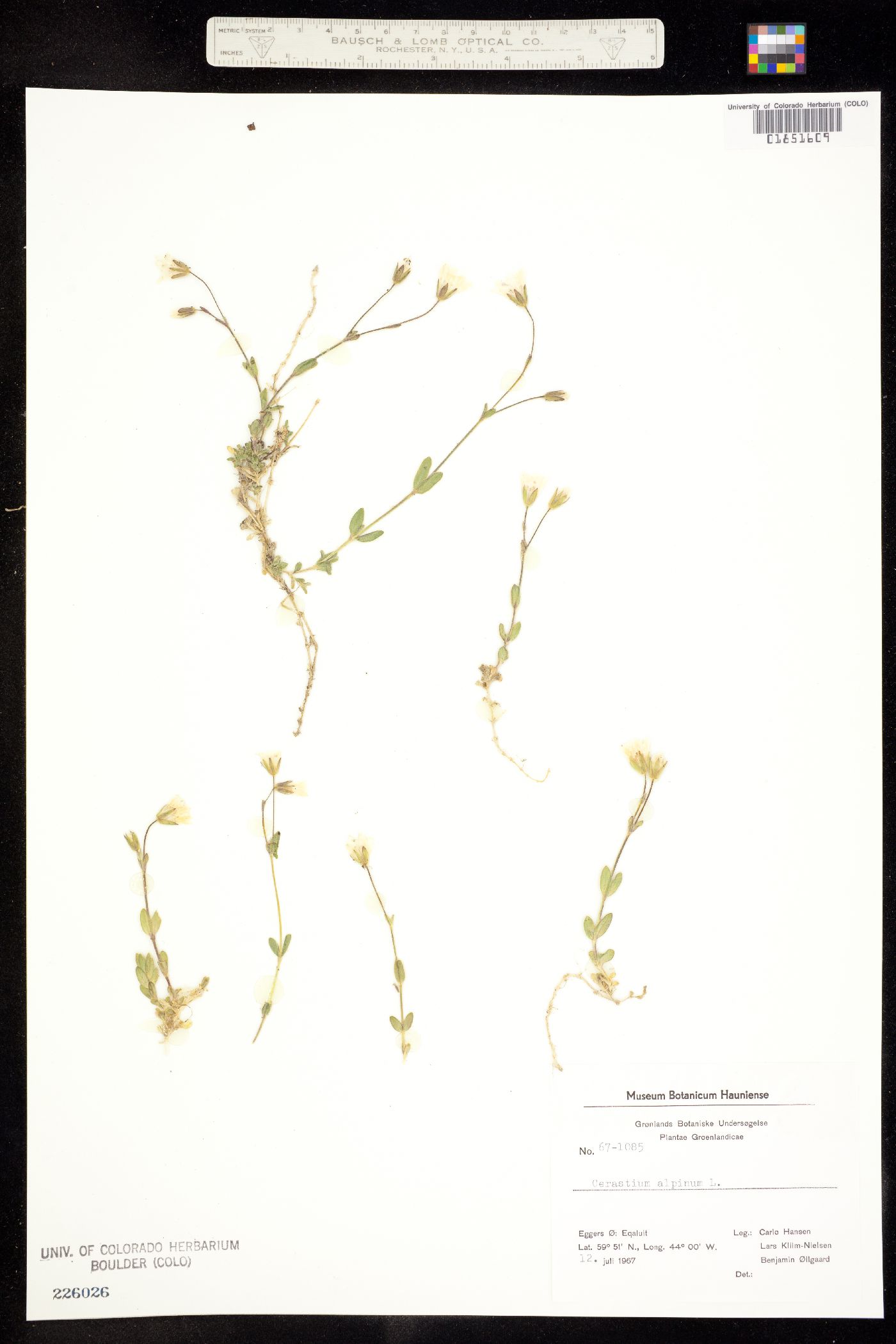 Cerastium alpinum image