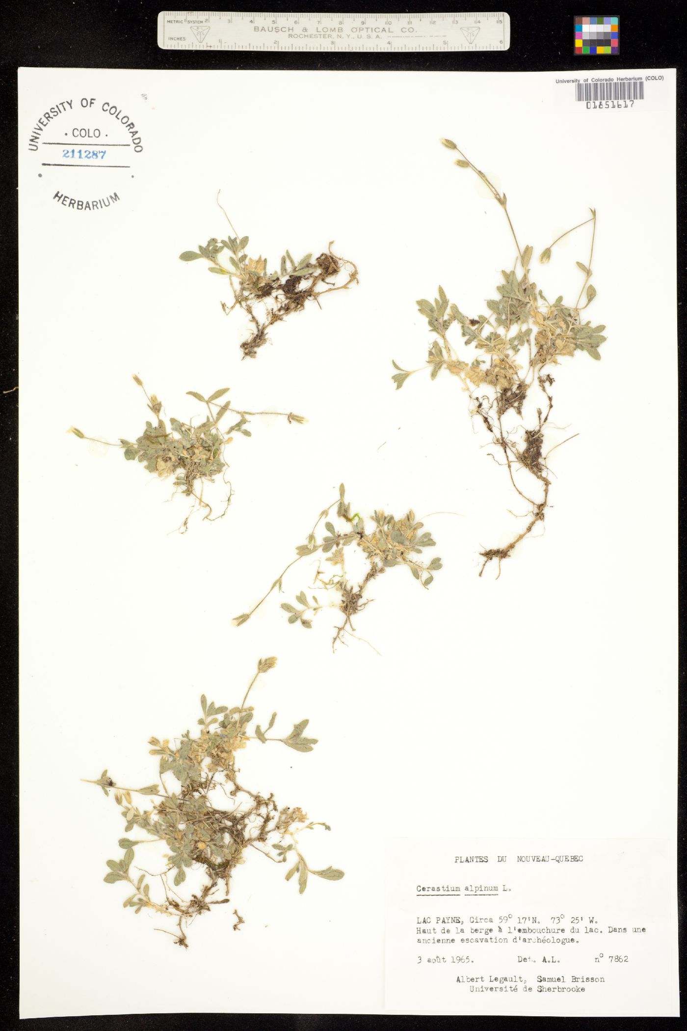 Cerastium image