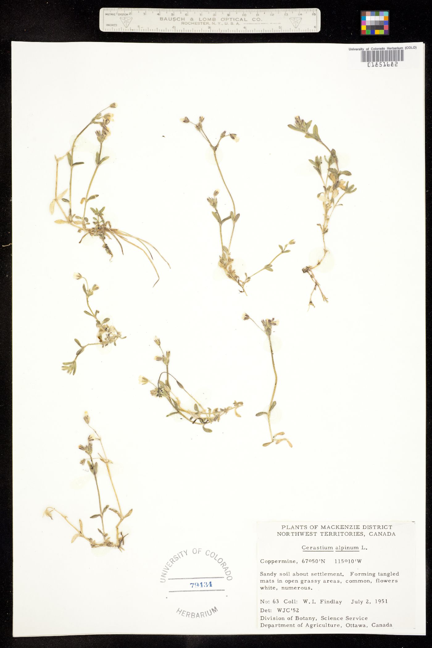 Cerastium alpinum image