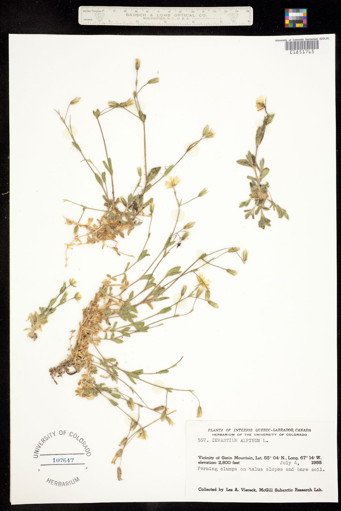 Cerastium alpinum image
