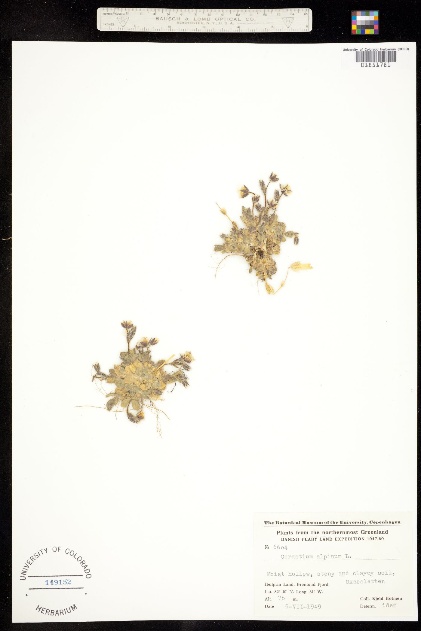 Cerastium alpinum image