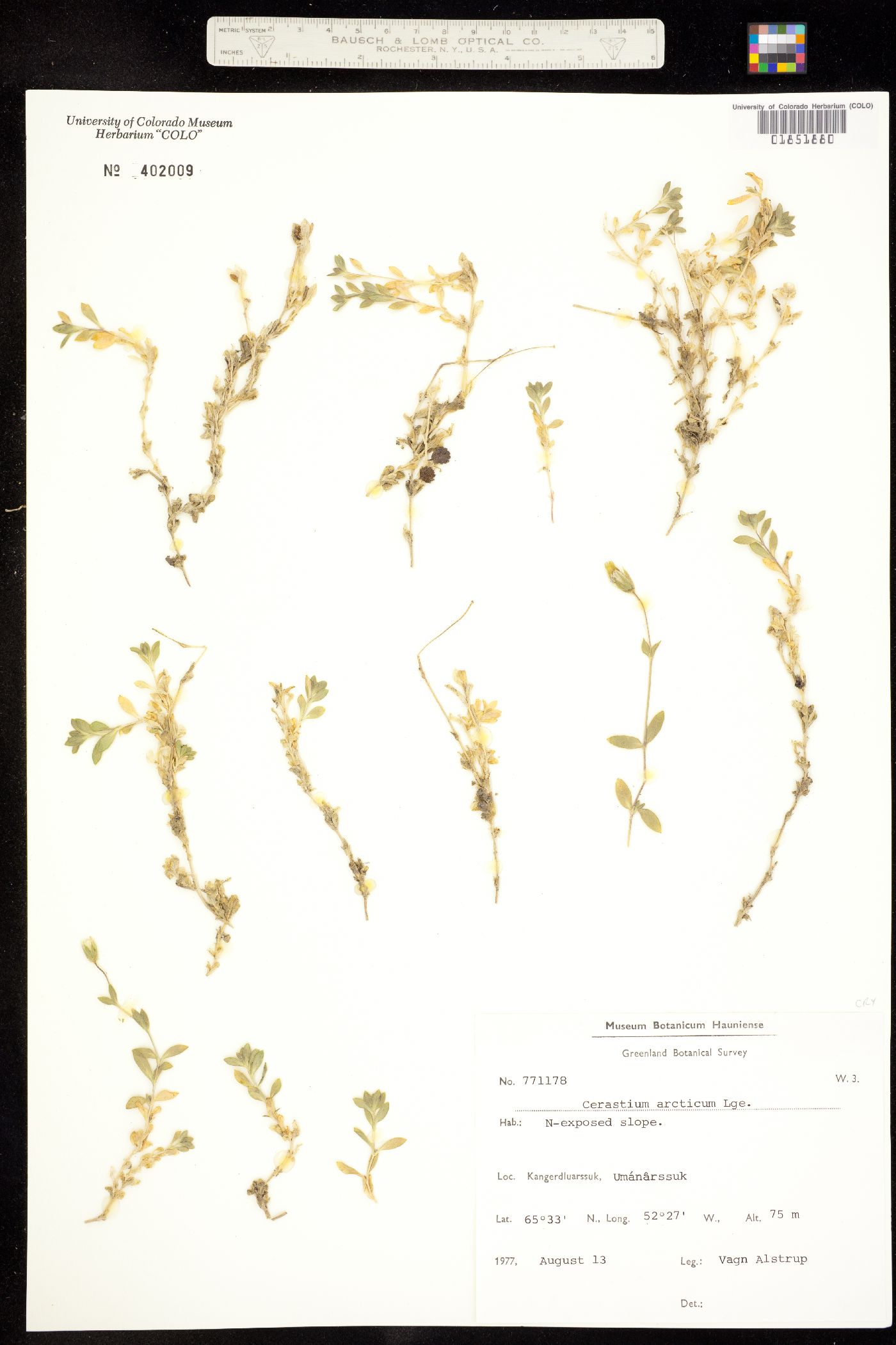 Cerastium arcticum image