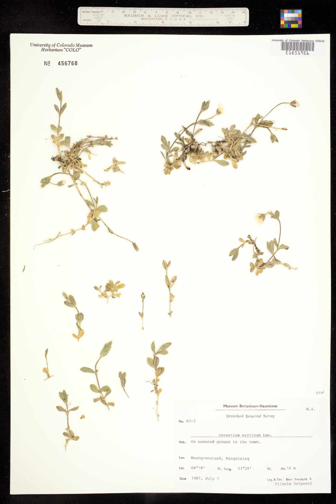 Cerastium arcticum image