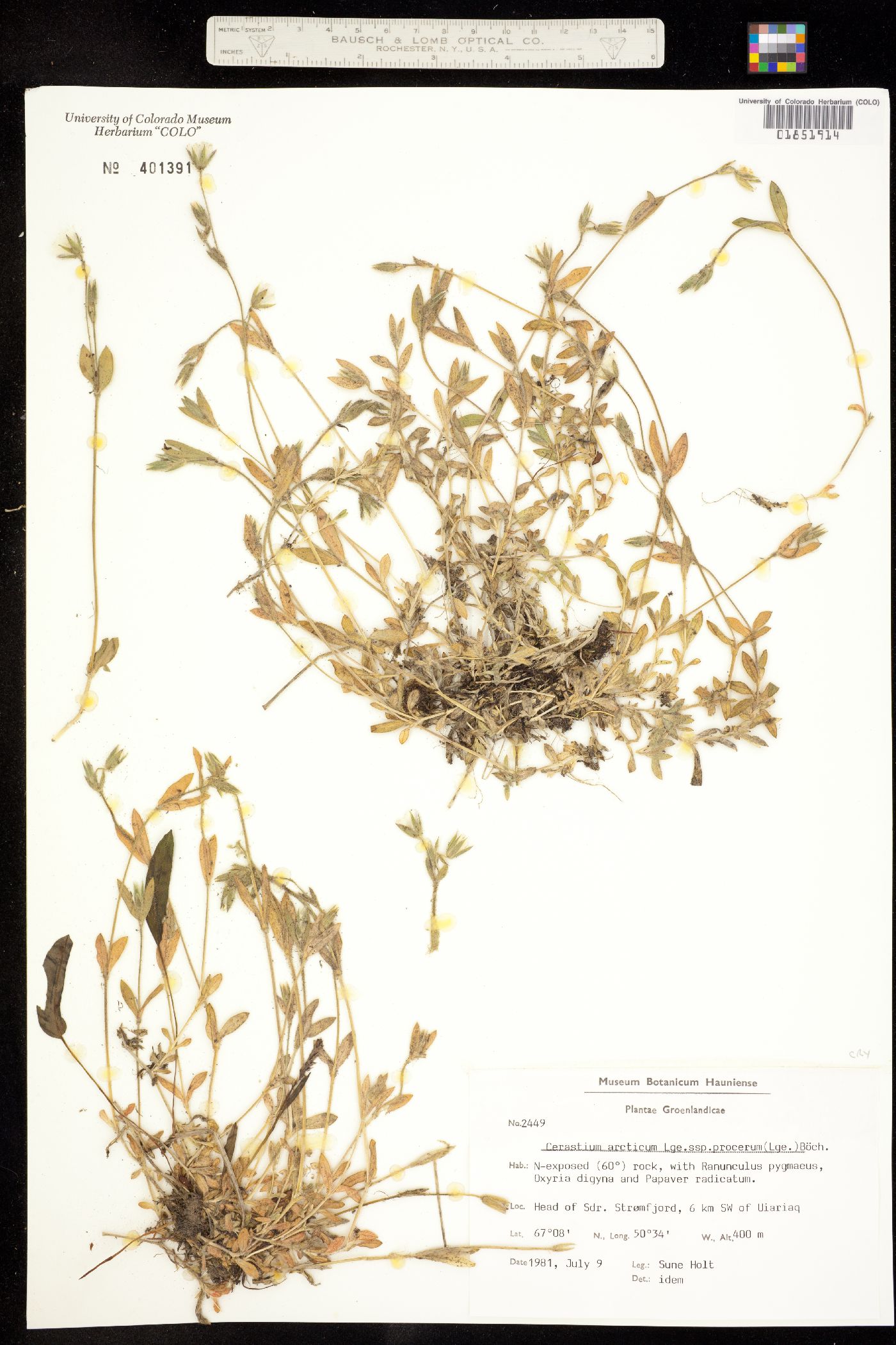 Cerastium arcticum image
