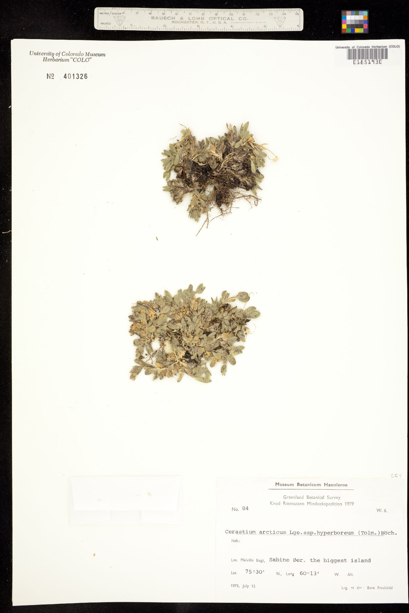 Cerastium arcticum image